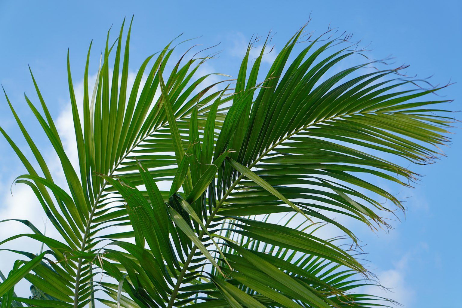 Grüne Palmenblätter vor einem blauen Himmel