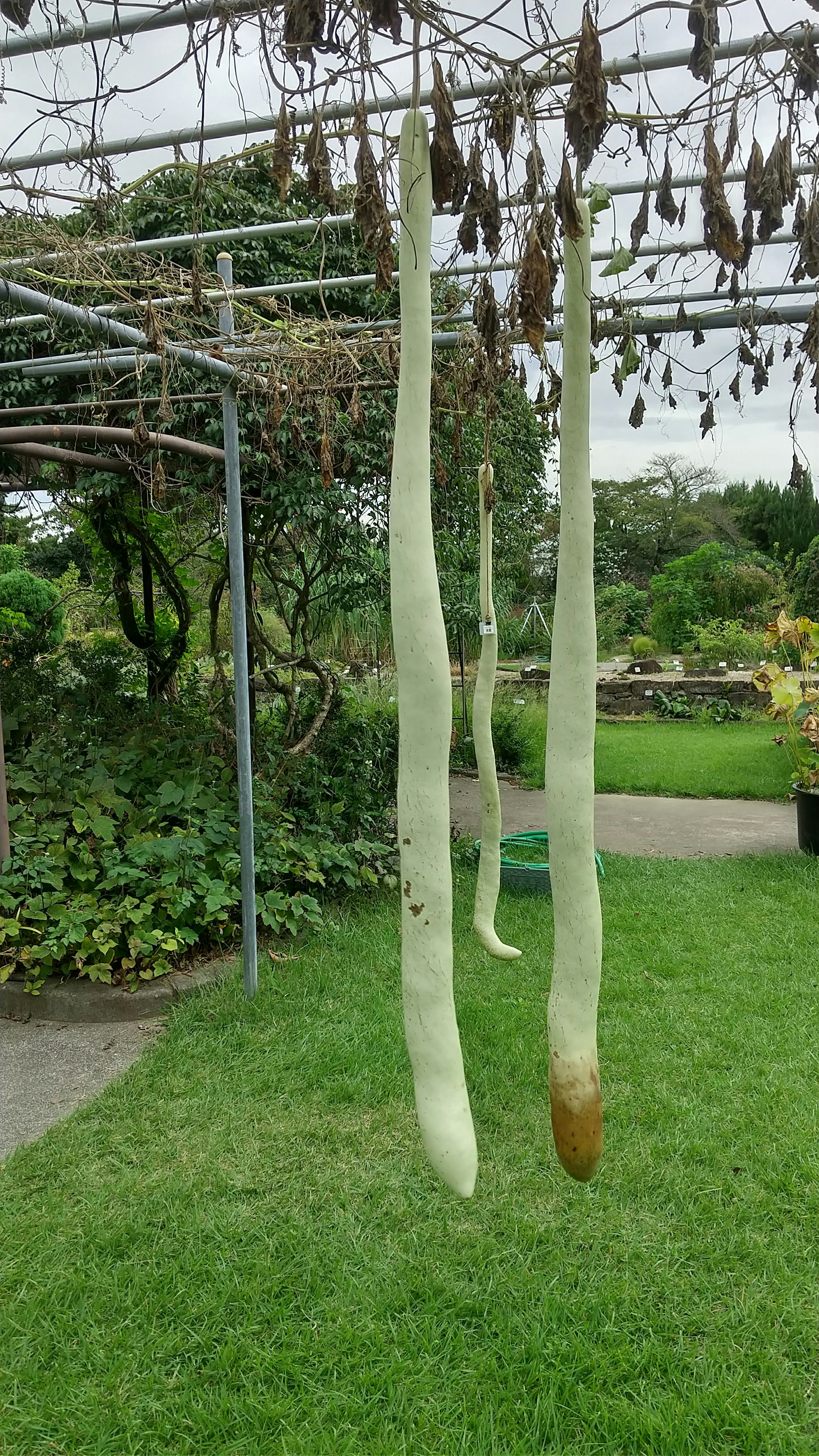 Long bottle gourd (hechima) hanging in Kyoto Prefectural Botanical Gardens