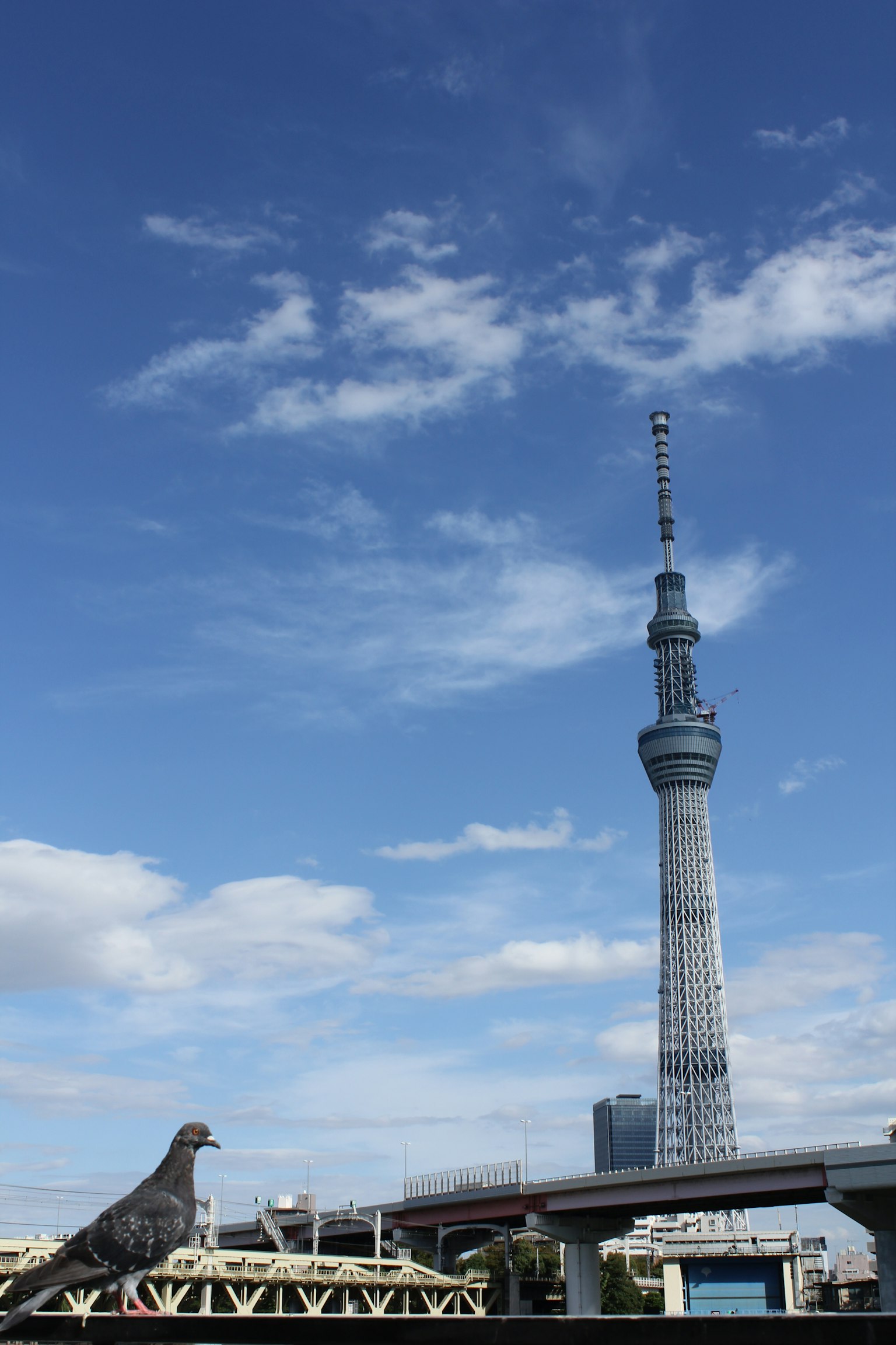 东京晴空下的一只鸽子和东京天空树