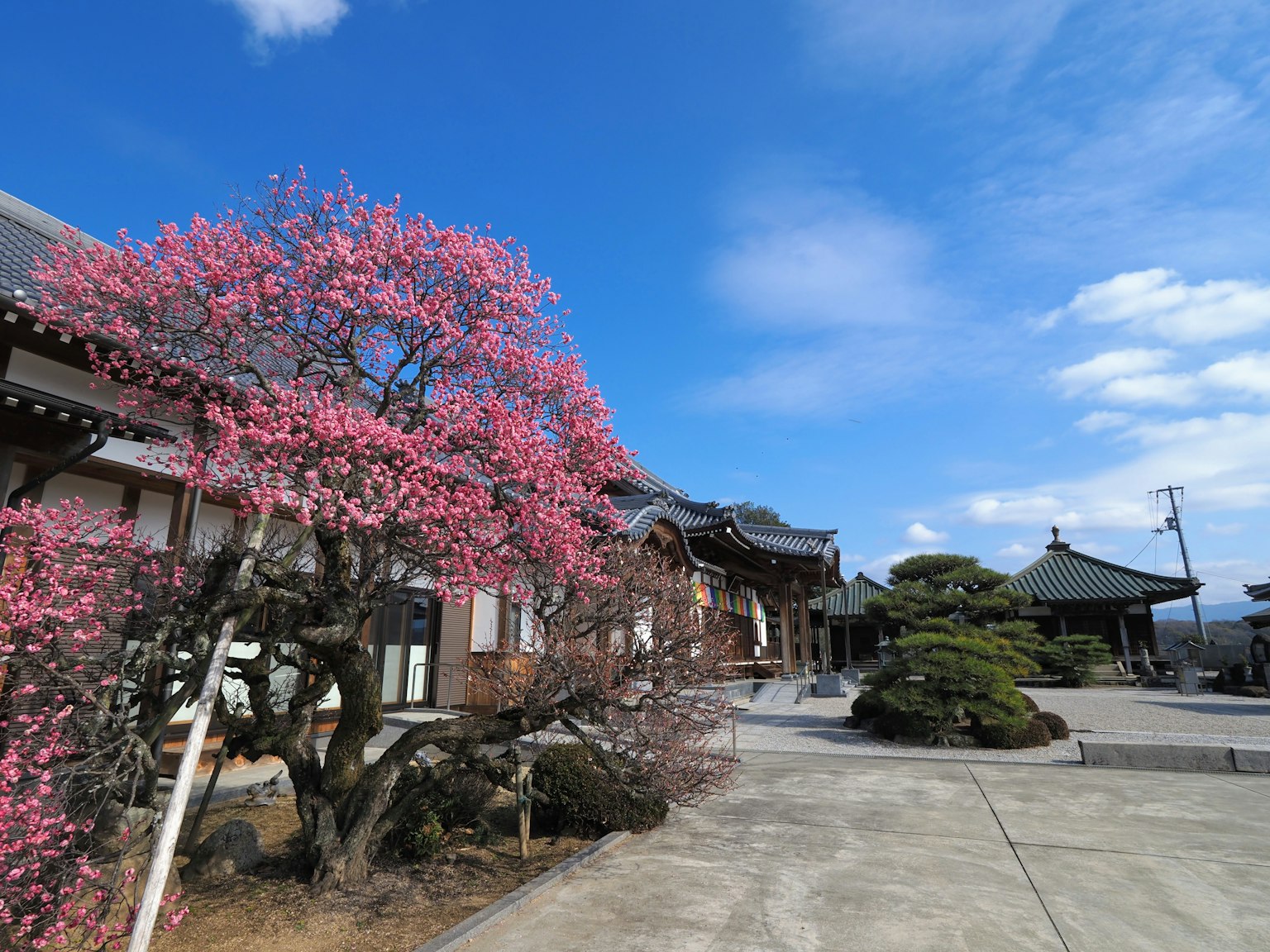 盛开的樱花与寺庙的风景