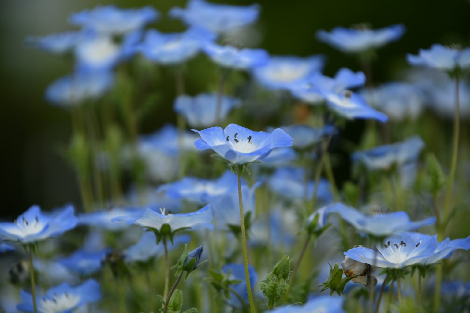 Nahaufnahme von blühenden blauen Blumen in einem Garten