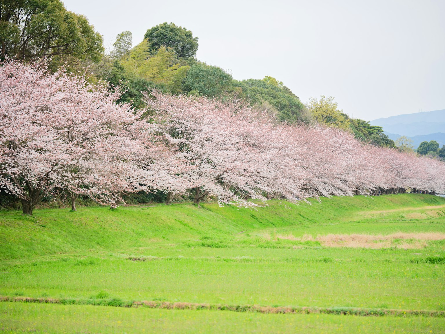 一幅绿色草地和樱花树沿着地平线的风景