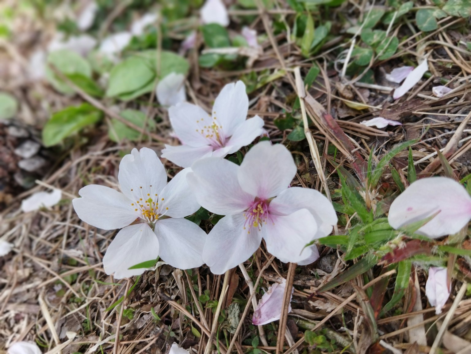Pétales de cerisier éparpillés sur le sol parmi l'herbe verte