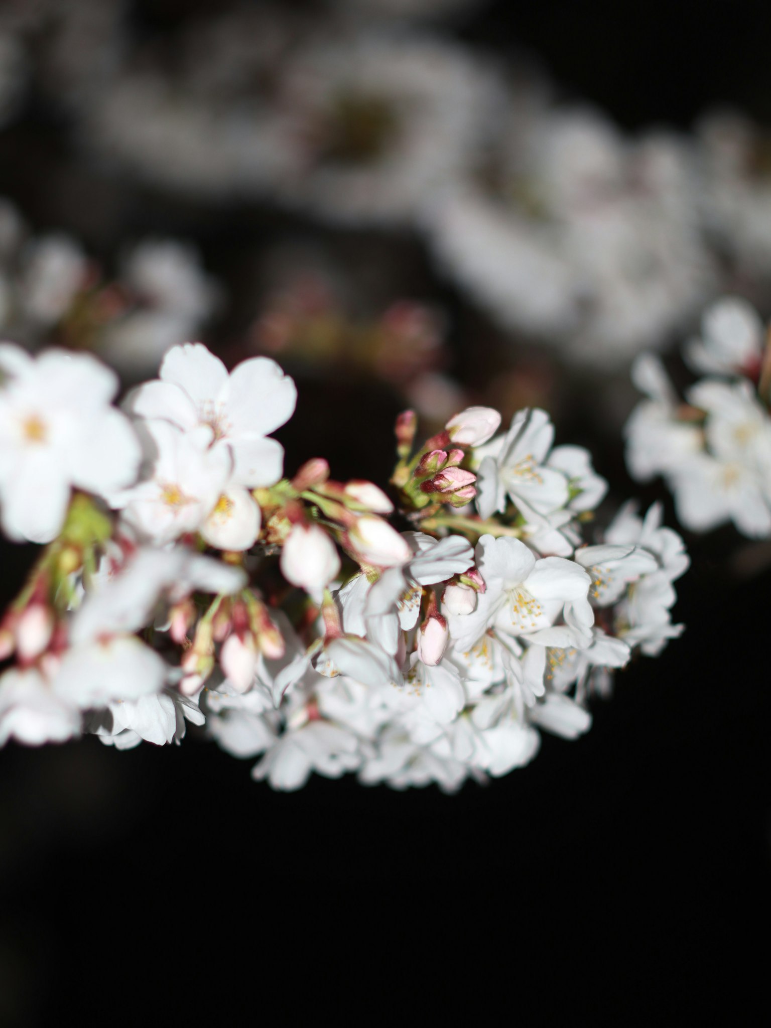 白い花が咲いている枝のクローズアップ