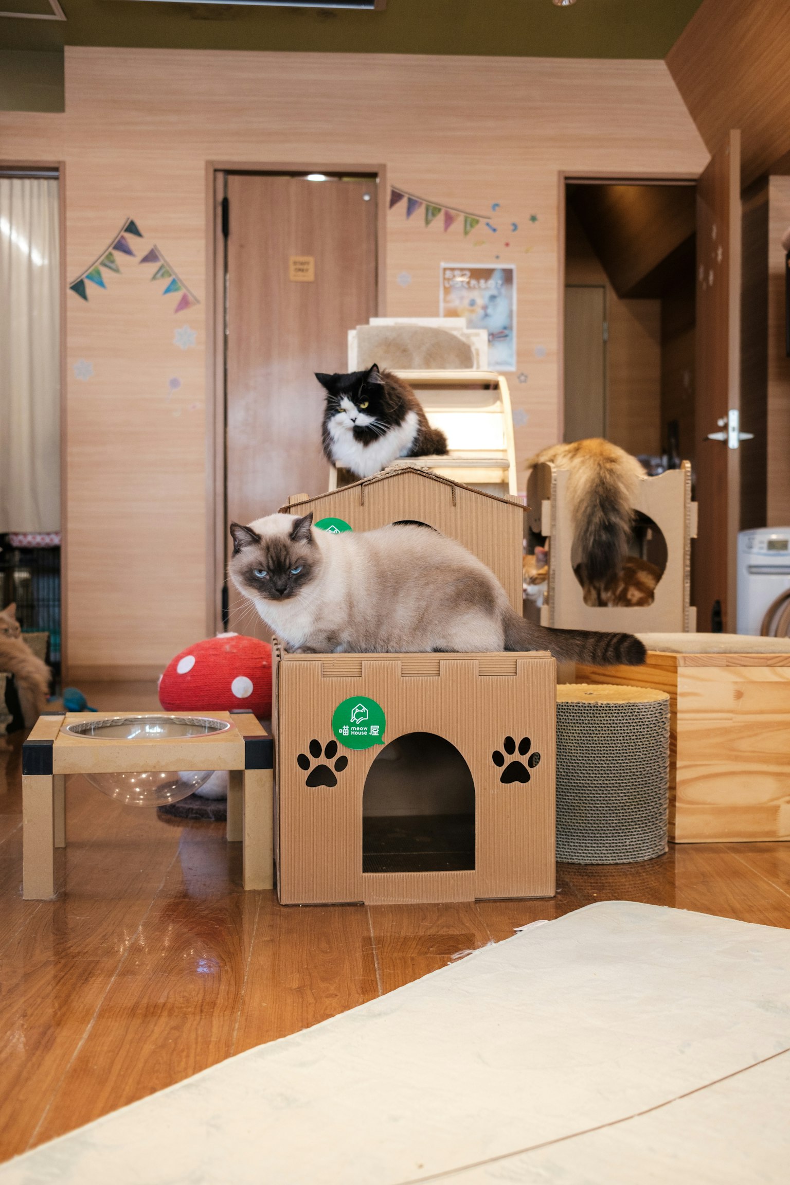 Parco giochi interno per gatti con strutture in cartone e gatti giocosi