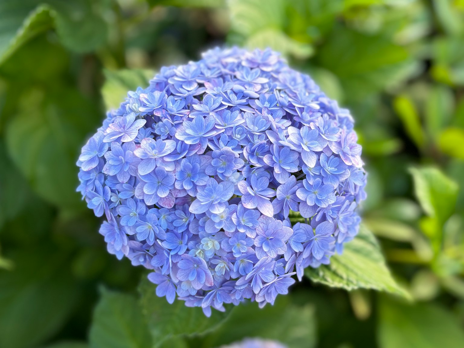 Una flor de hortensia azul rodeada de hojas verdes