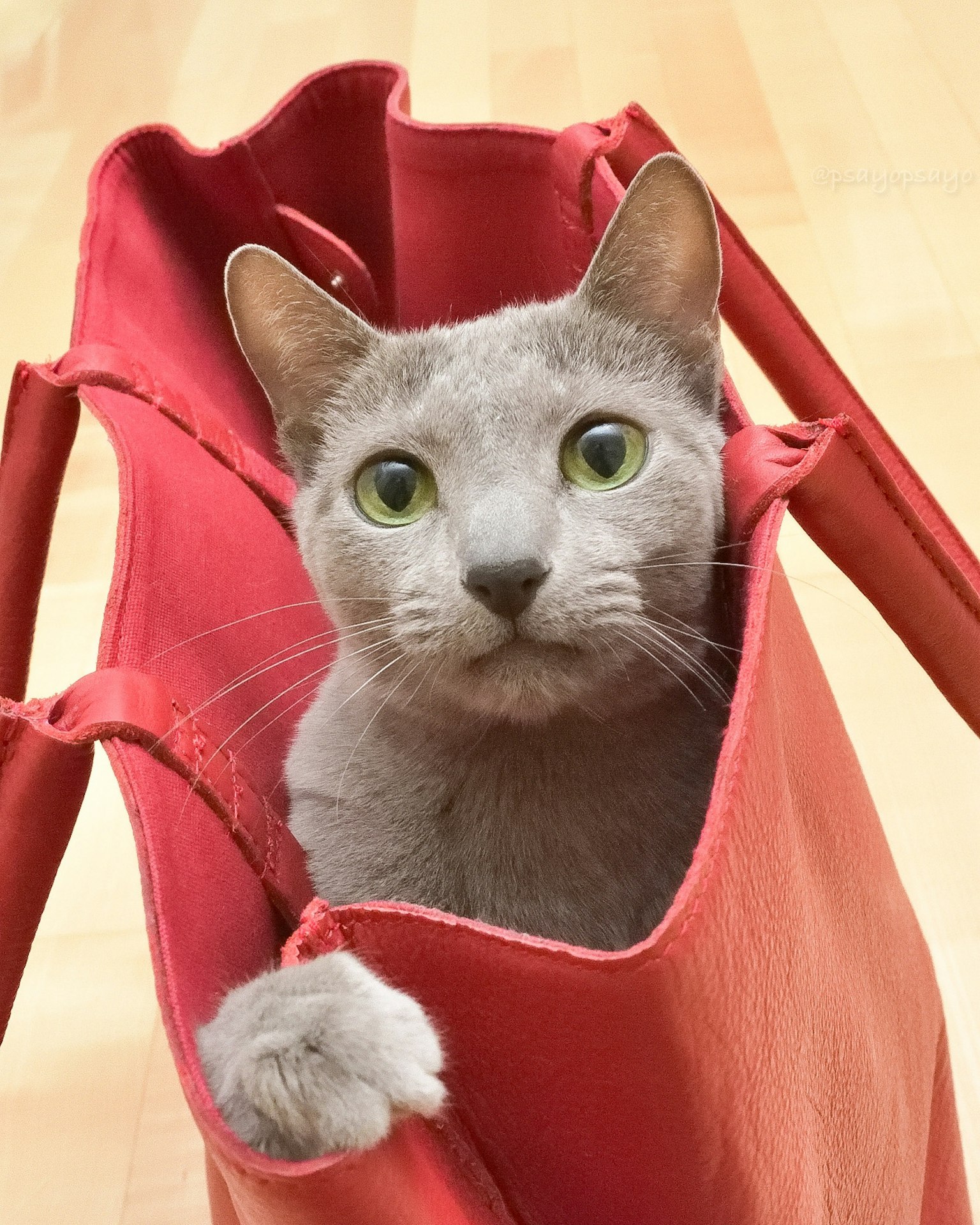 Gray cat peeking out of a red bag with bright green eyes