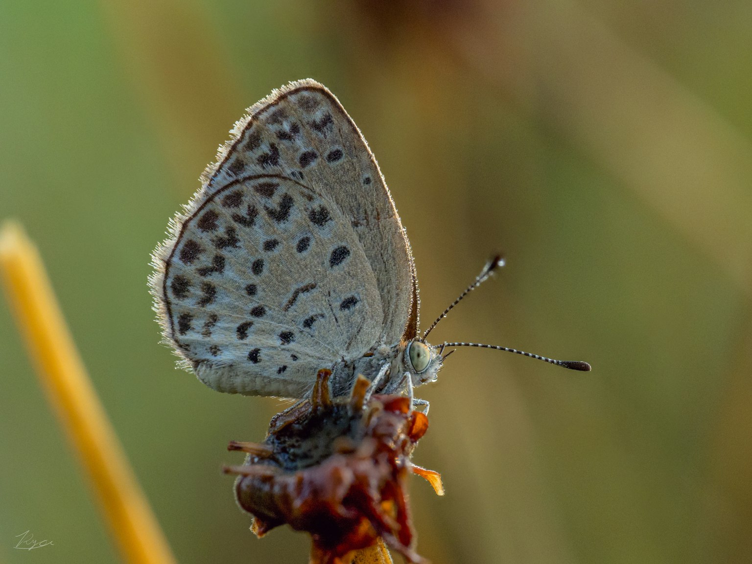 A blue butterfly perched on a twig