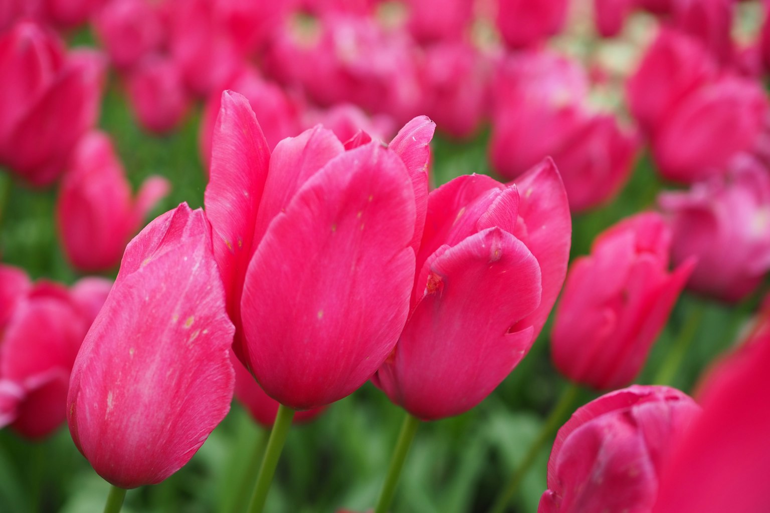 Tulip merah muda yang cerah mekar di taman