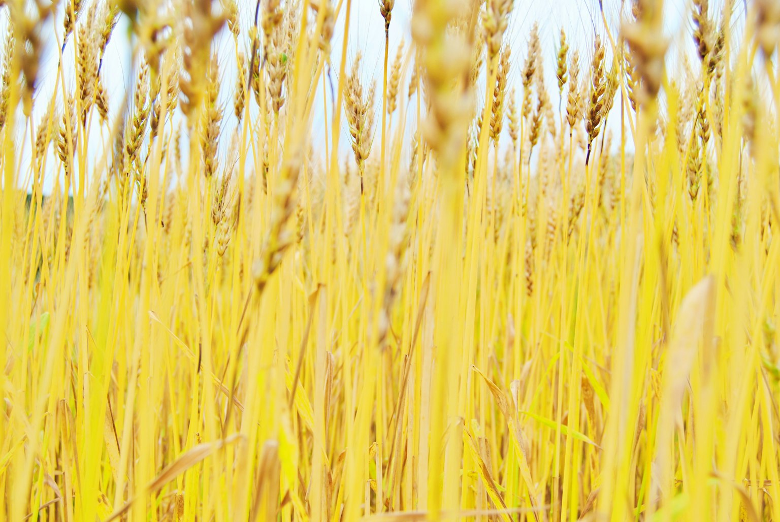 Nahaufnahme eines goldenen Weizenfeldes mit wogenden Ähren