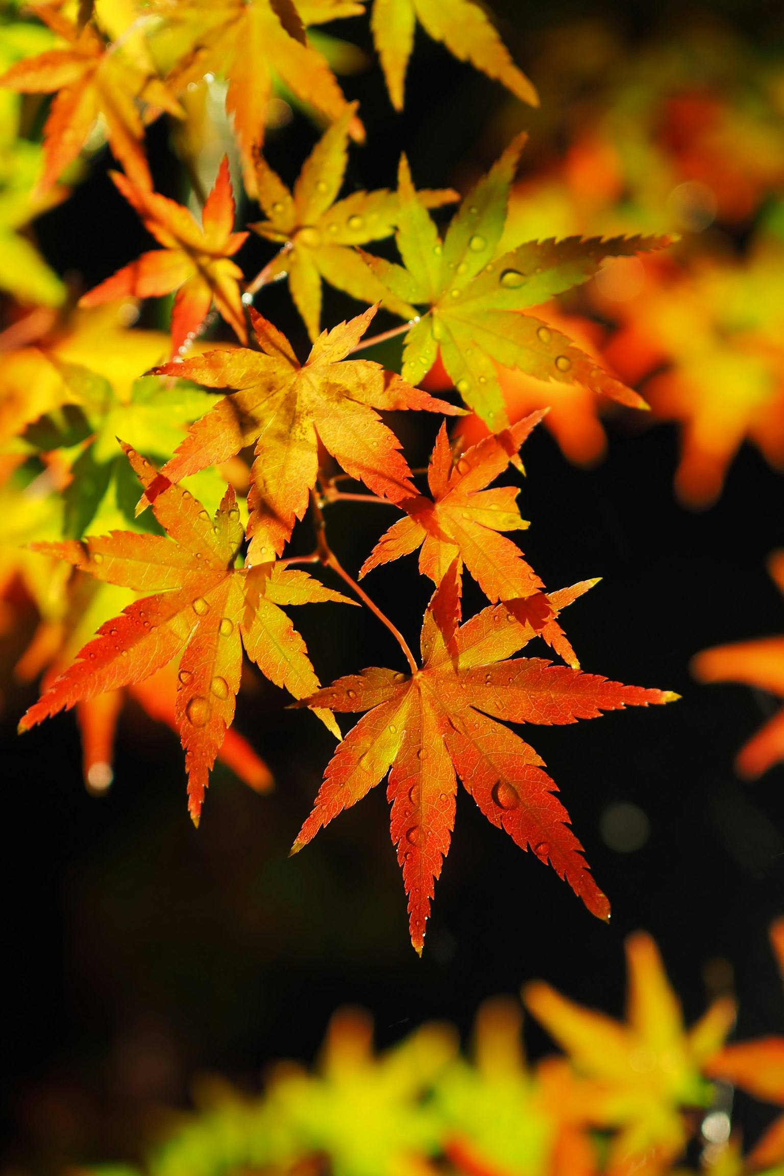 Feuilles d'automne vibrantes avec des gouttes d'eau