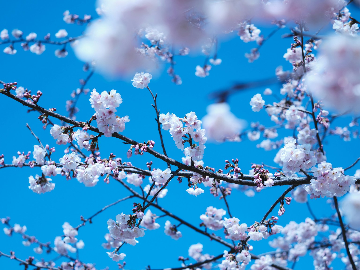 Fleurs de cerisier en pleine floraison sur fond de ciel bleu
