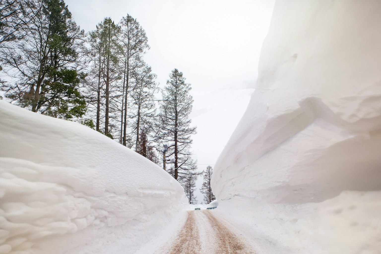 Camino cubierto de nieve flanqueado por altos árboles
