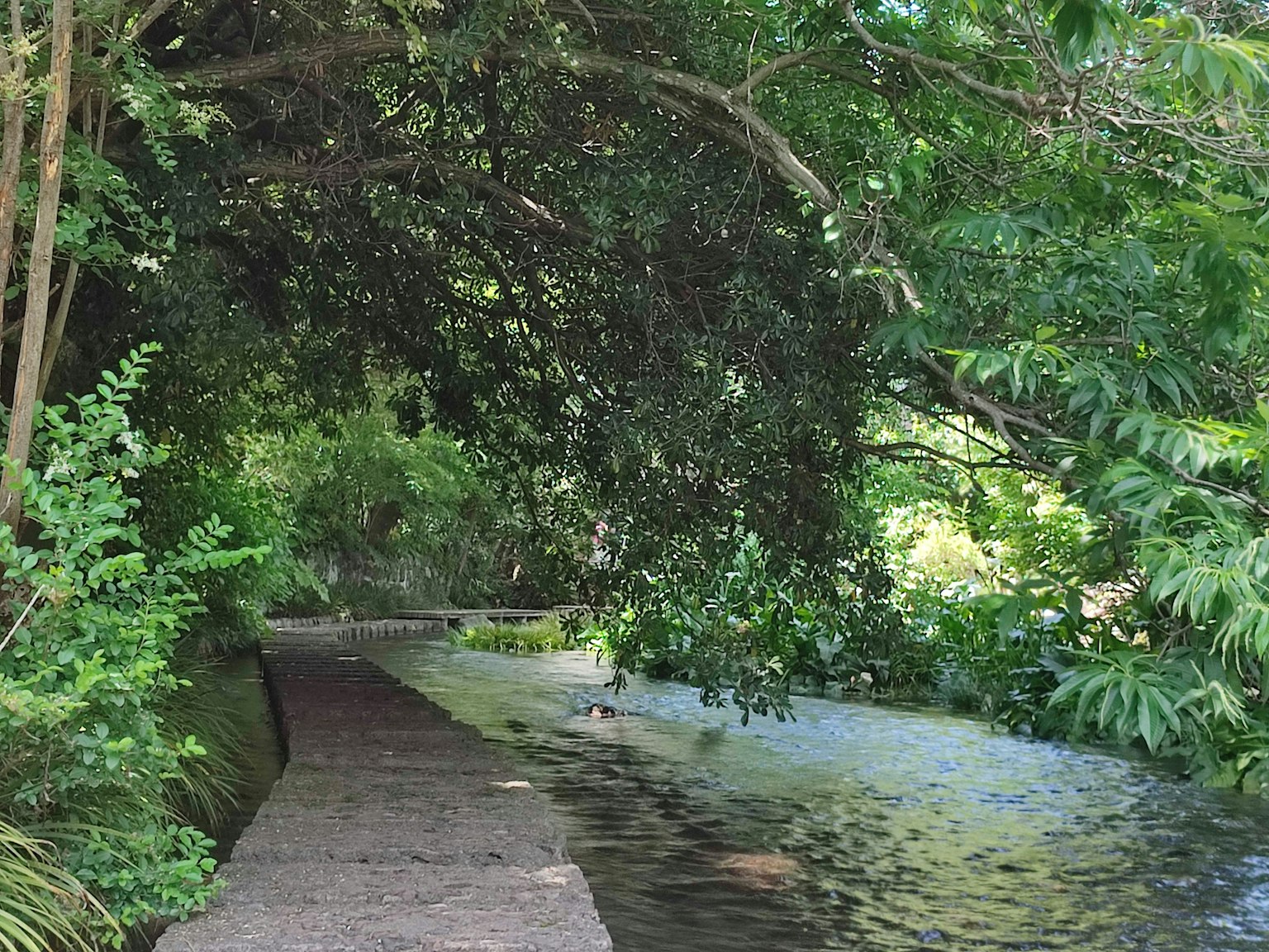 Ein ruhiger Weg umgeben von üppigem Grün und Wasser