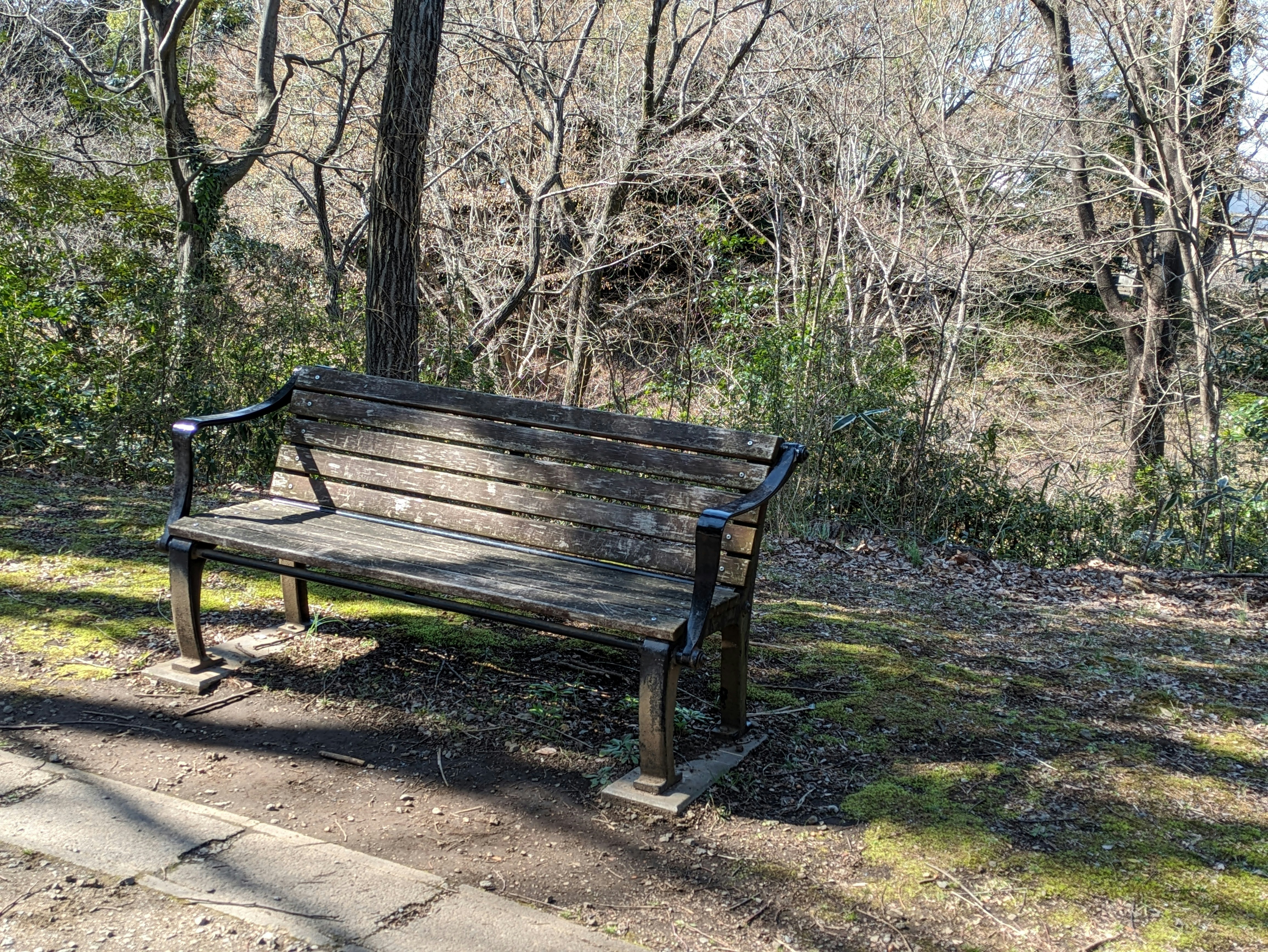 木々の並ぶ公園のベンチと陽射しの自然