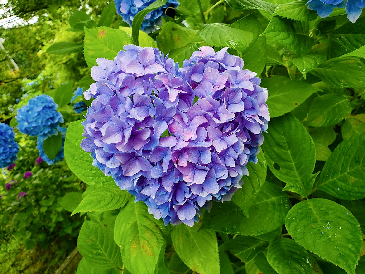 초록 잎에 둘러싸인 하트 모양의 보라색 수국 꽃