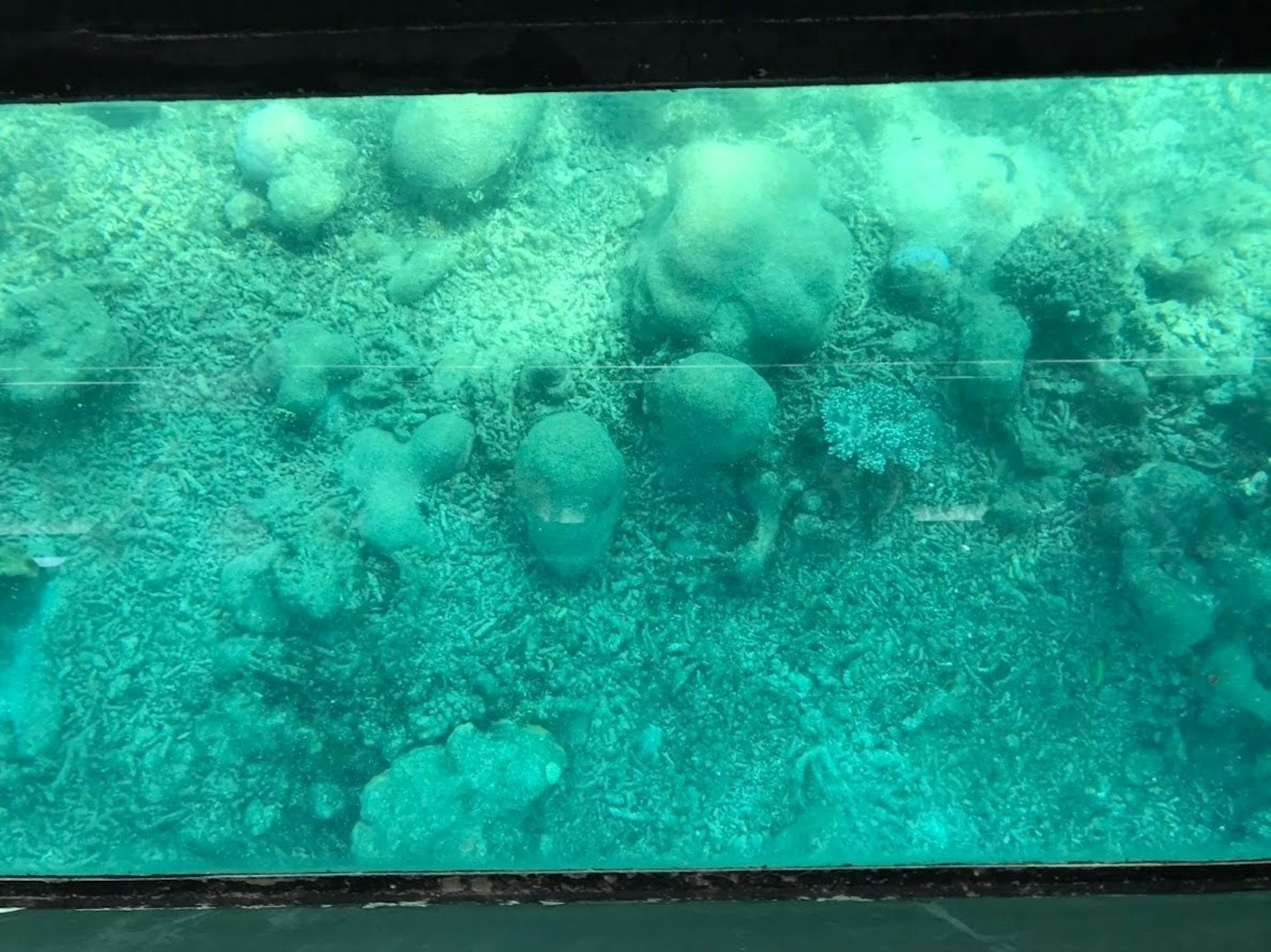 Imagen submarina que muestra arrecifes de coral y paisaje rocoso