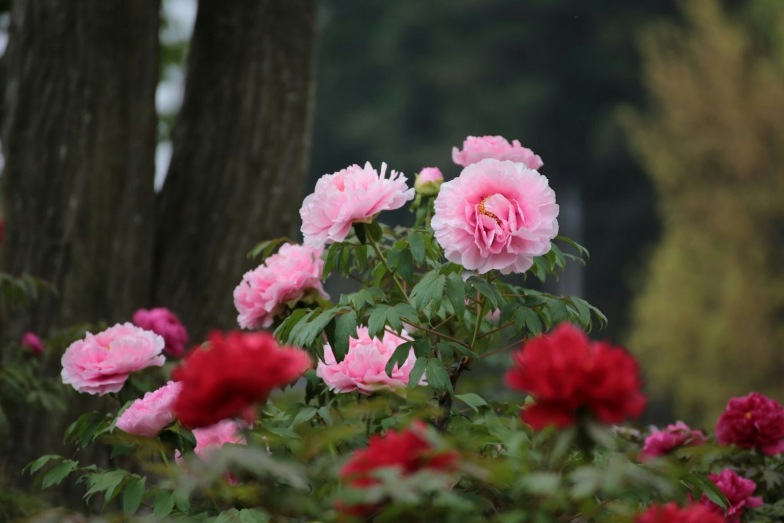 Scena di giardino vibrante con peonie rosa e rossa in fiore