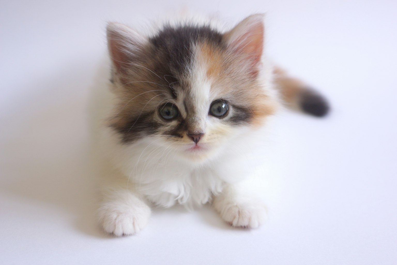 Close-up of a kitten with black and brown patterns against a white background