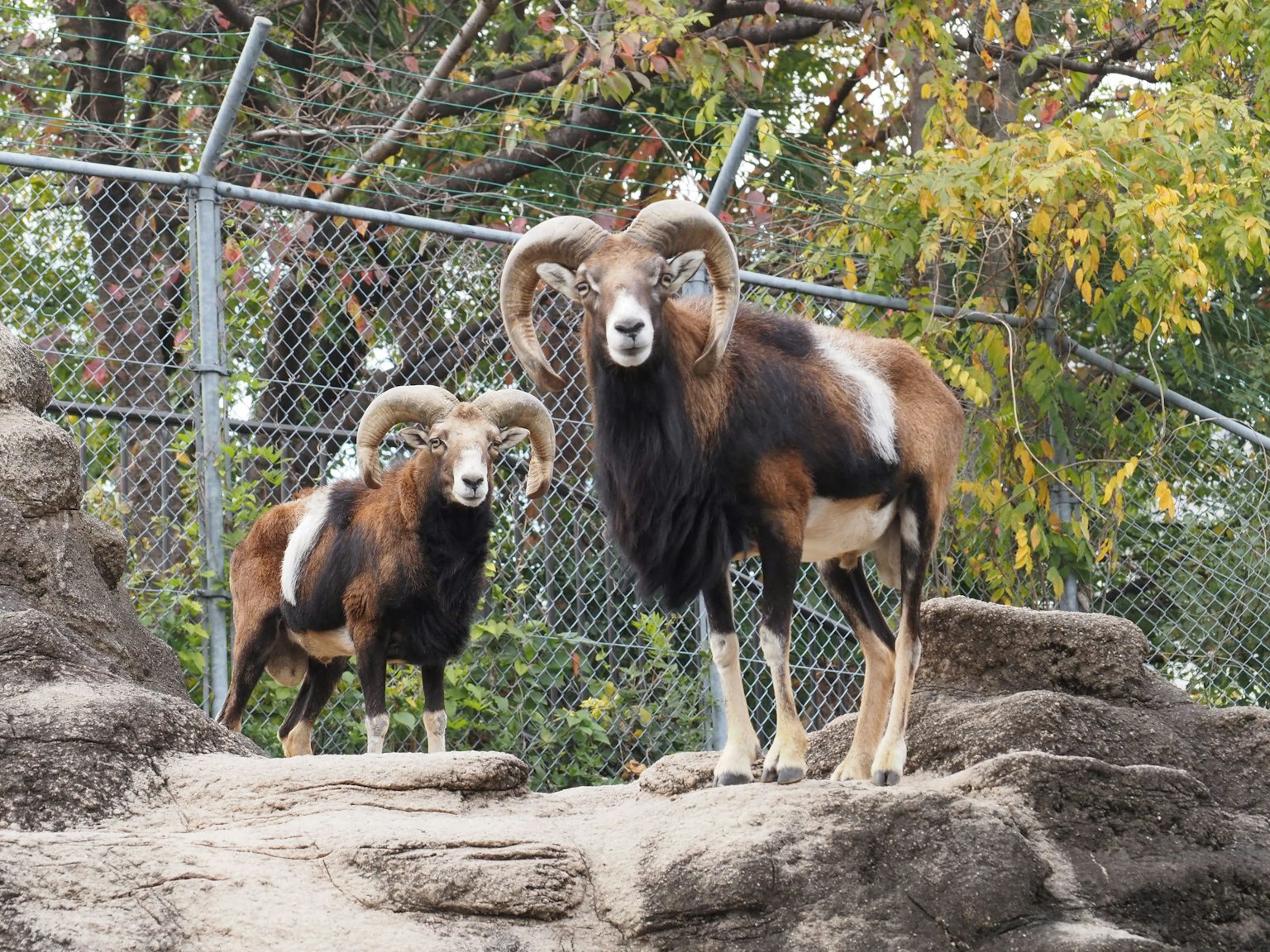 Due animali simili a pecore in piedi su rocce