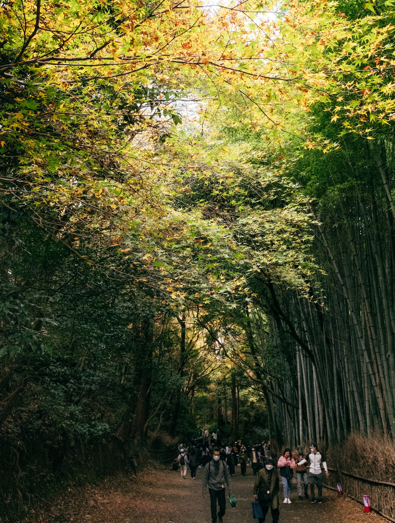 A group of people walking along a lush bamboo path