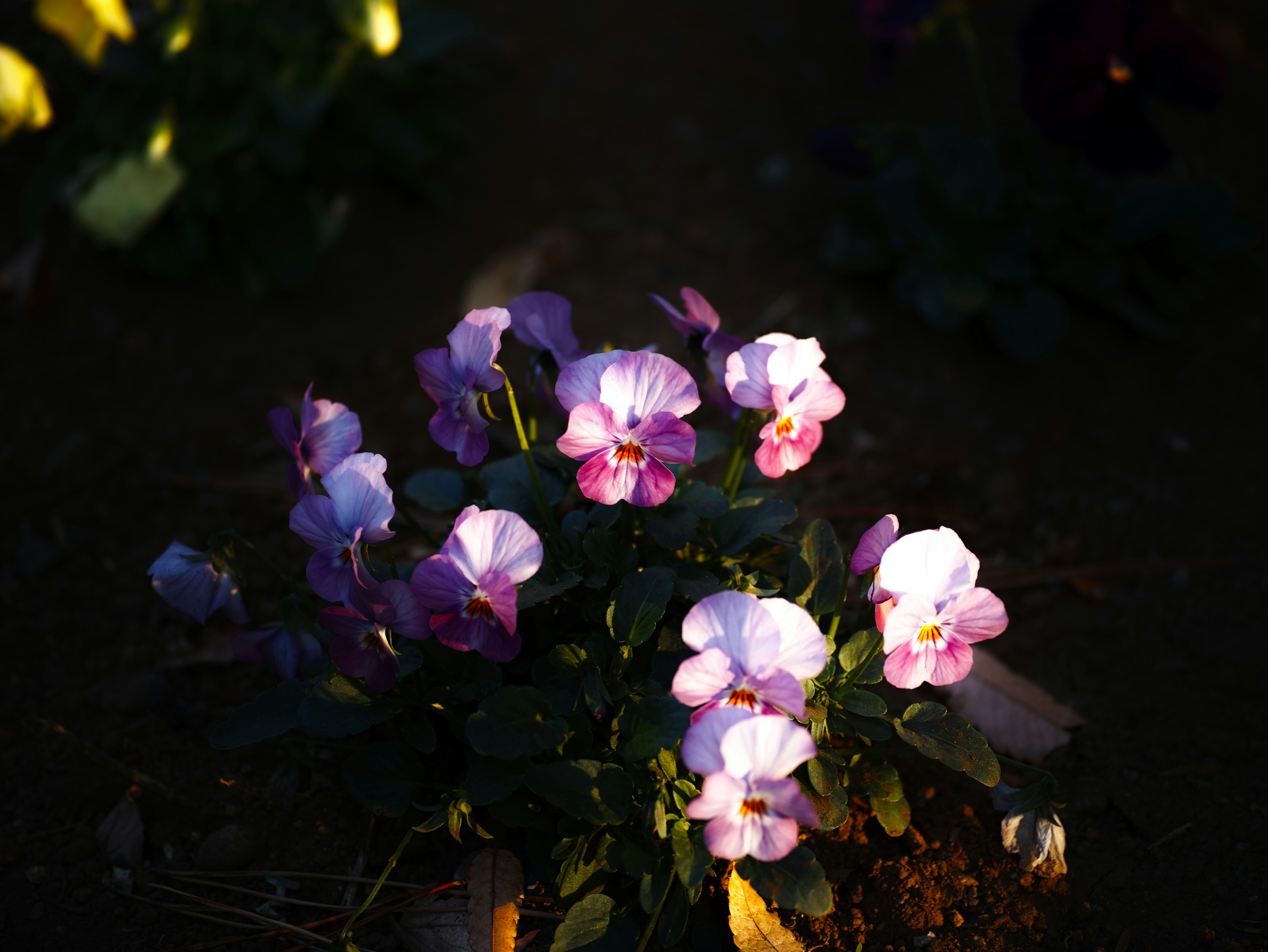 暗い背景に浮かぶ色とりどりの花束