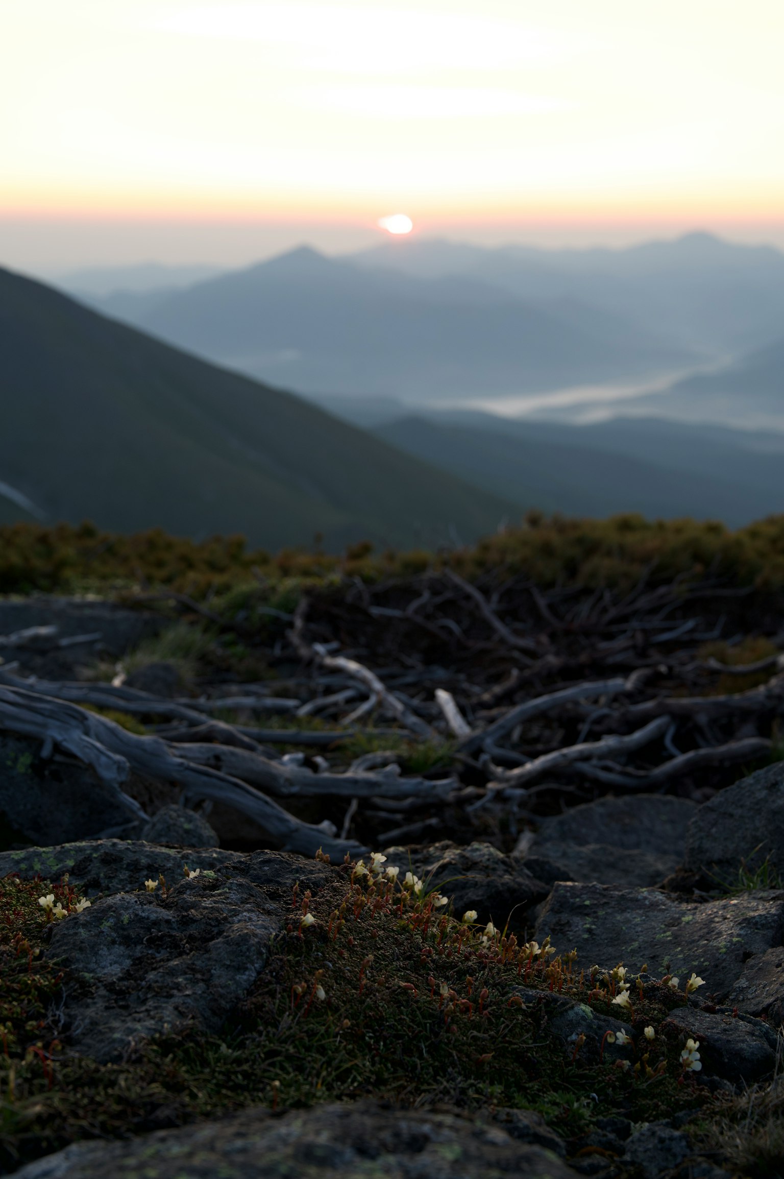 Mountain landscape at sunrise featuring intricate tree roots and rocks