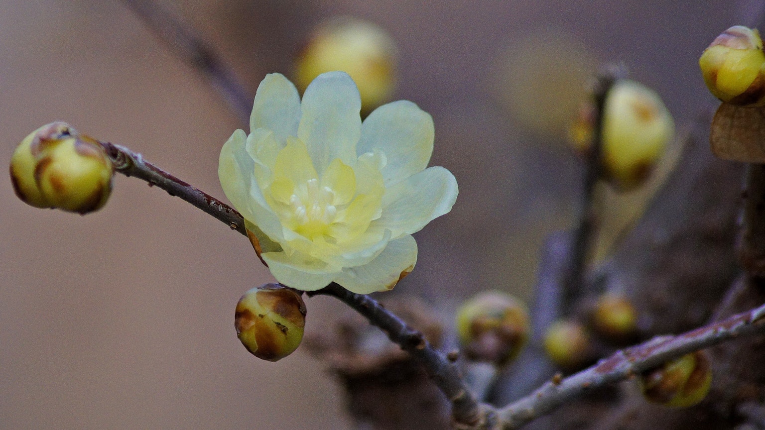 黃色花朵和芽的樹枝特寫