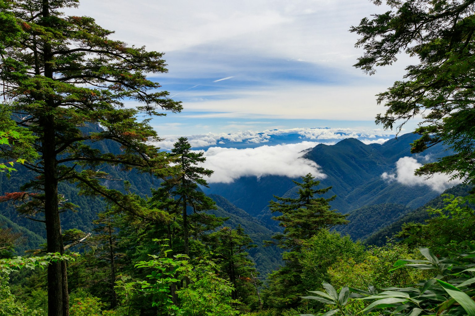 郁郁葱葱的森林景观，背景是雄伟的山脉和云海