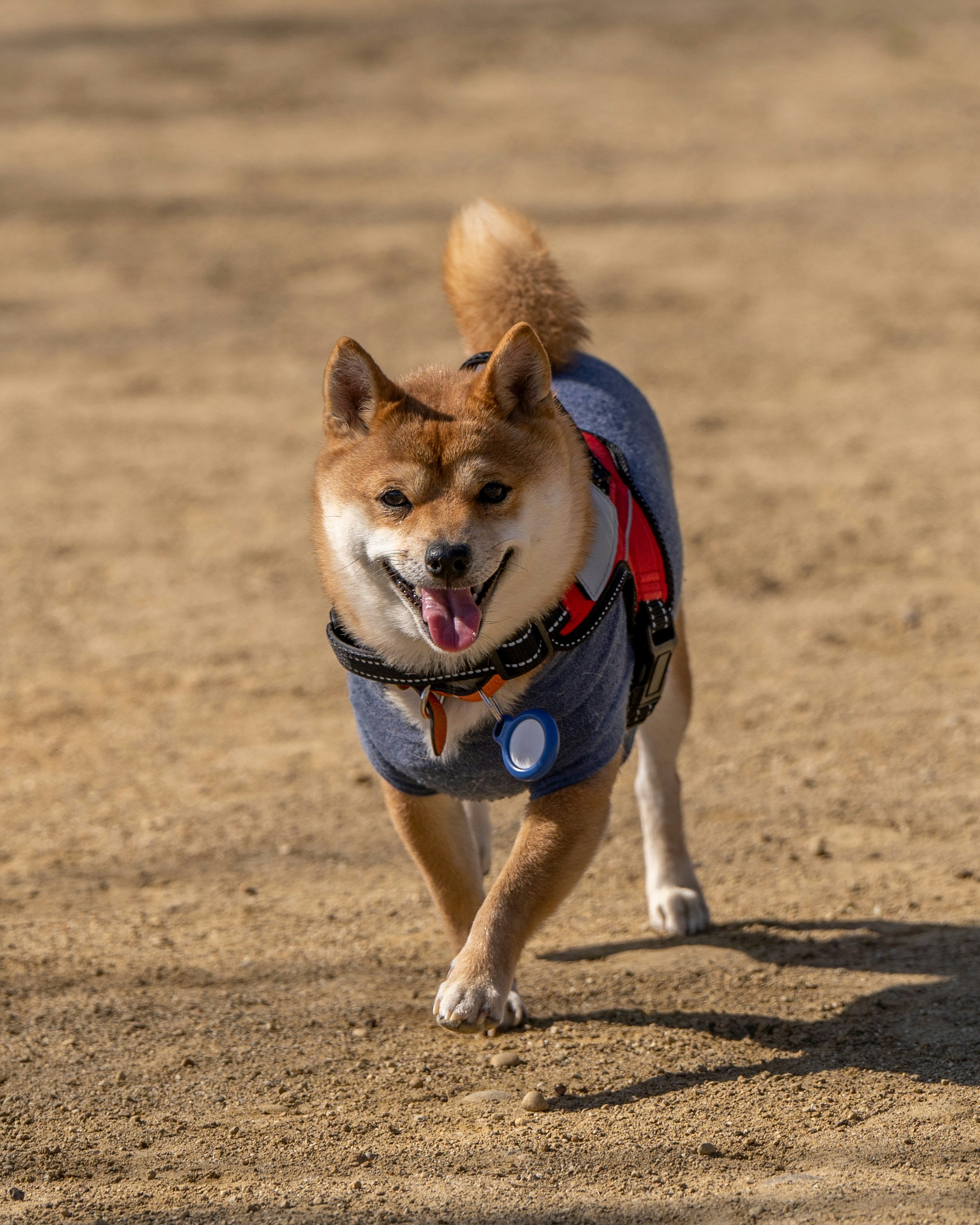砂浜を歩く首輪とハーネスの犬