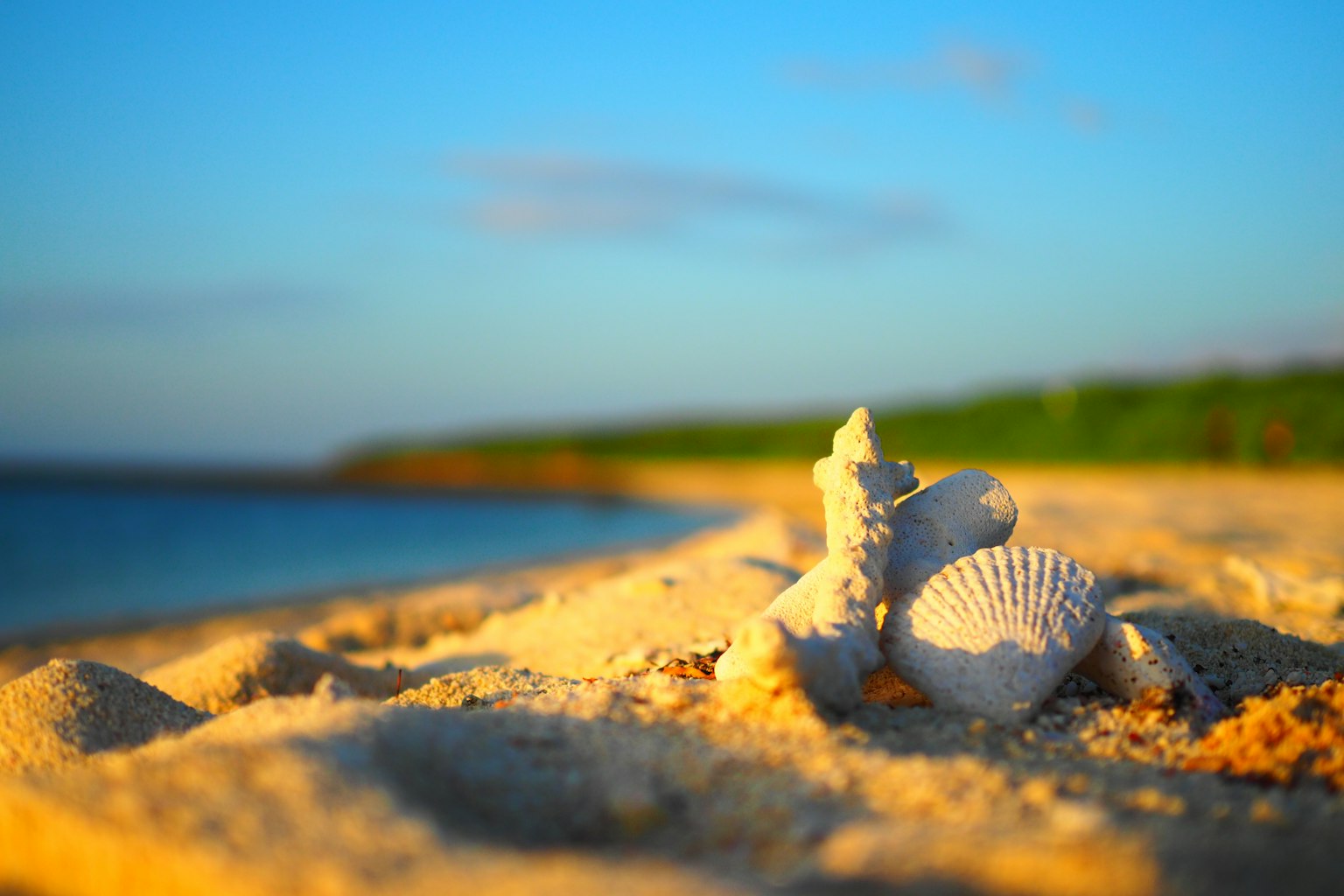Coquillages sur la plage de sable avec ciel bleu