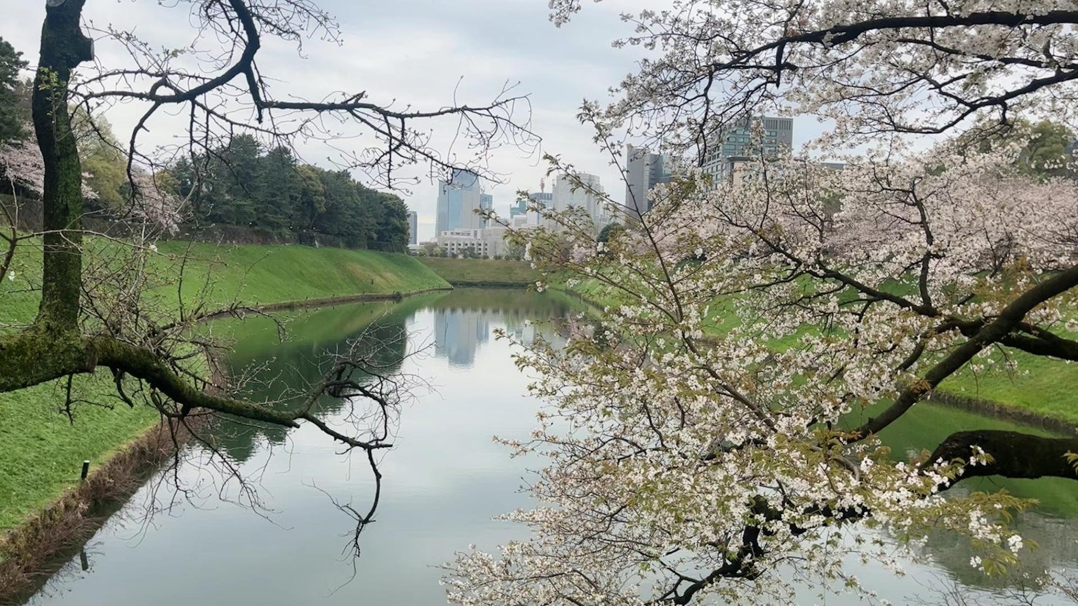 Cherry blossom trees along a river in Tokyo with buildings in the background