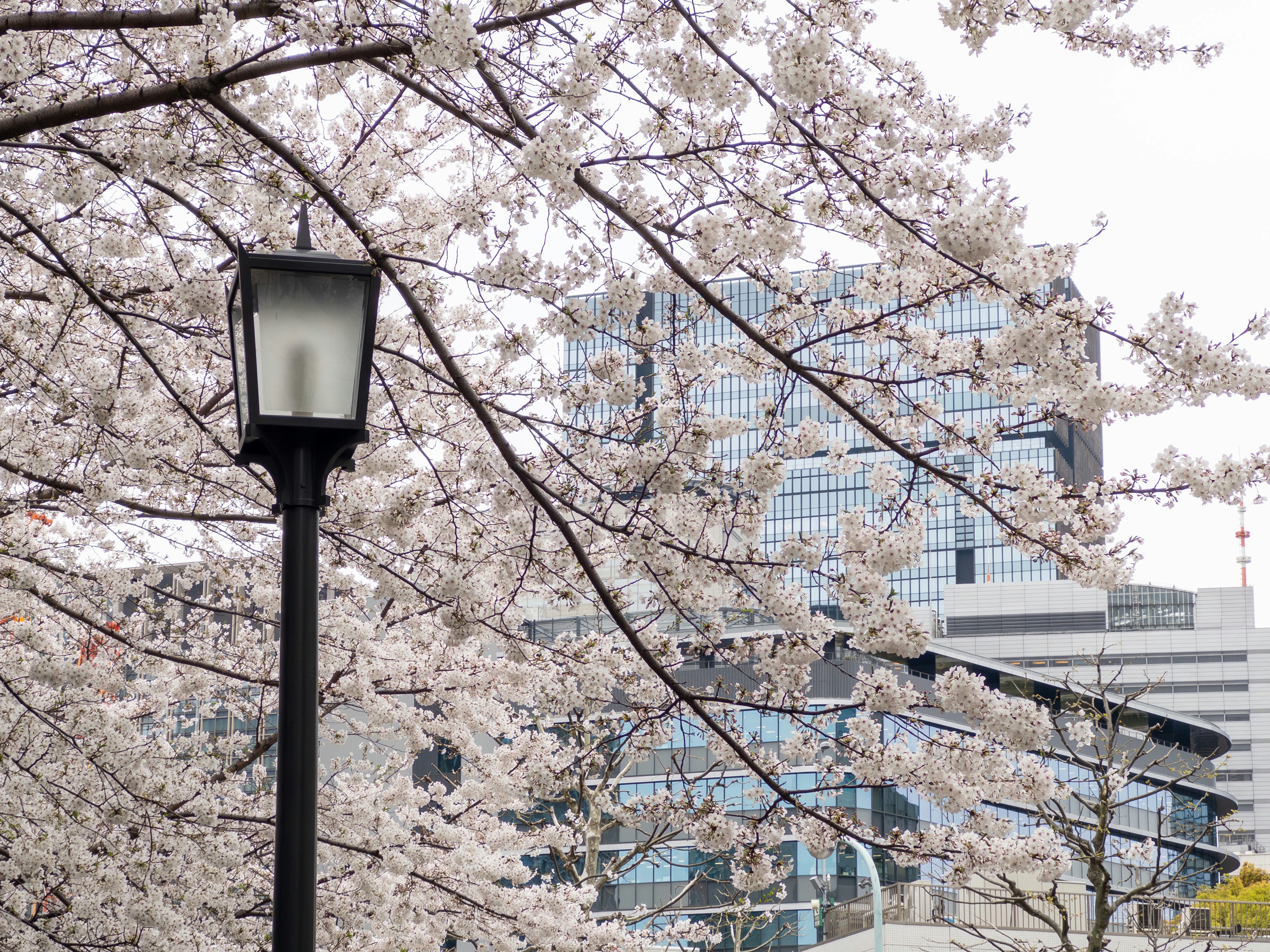 Paysage urbain avec des branches de cerisiers en fleurs et un lampadaire