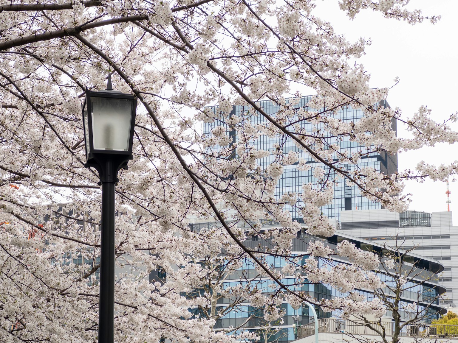 Urban scene featuring cherry blossom trees and a street lamp