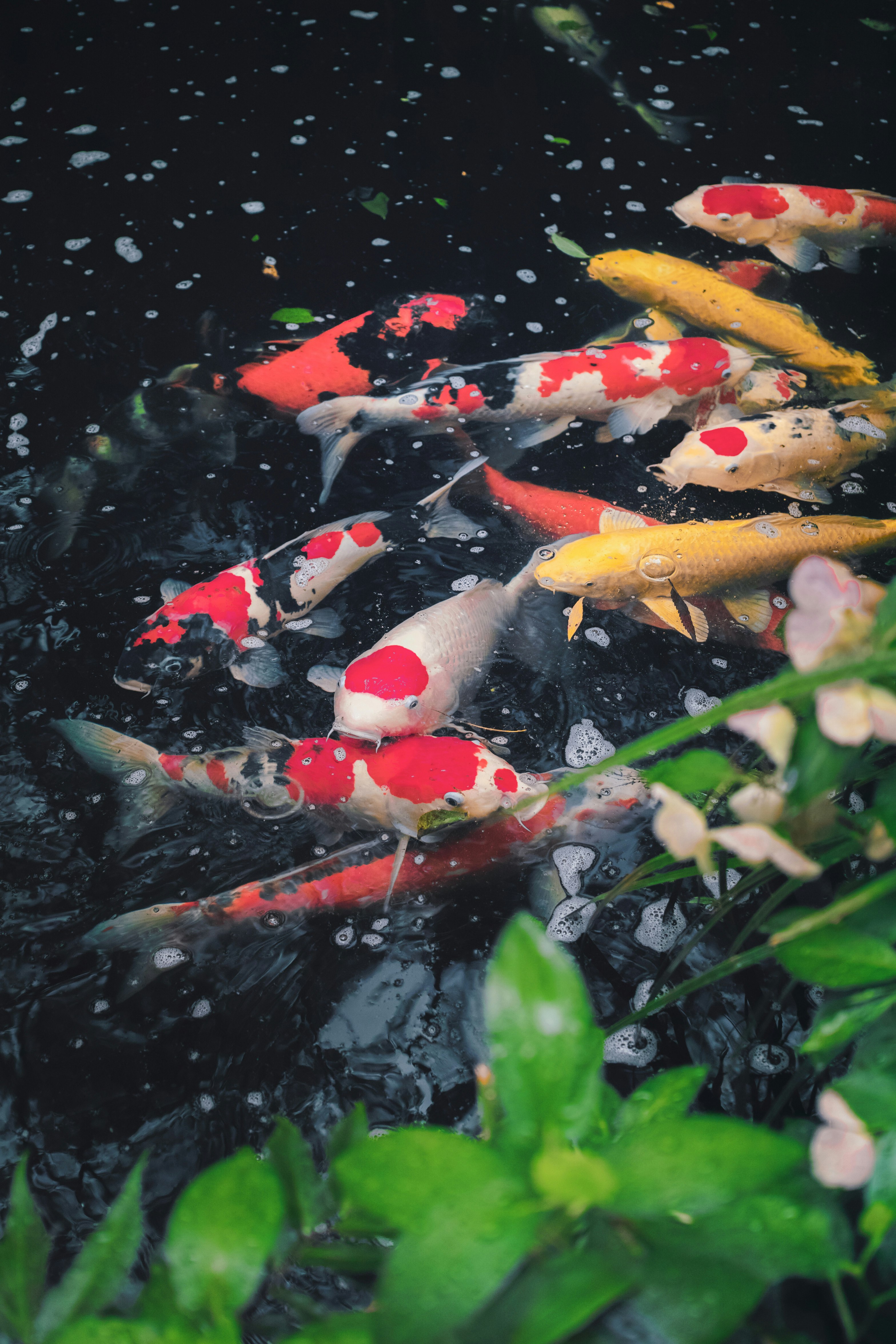 池塘裡游動的錦鯉與水花飛濺