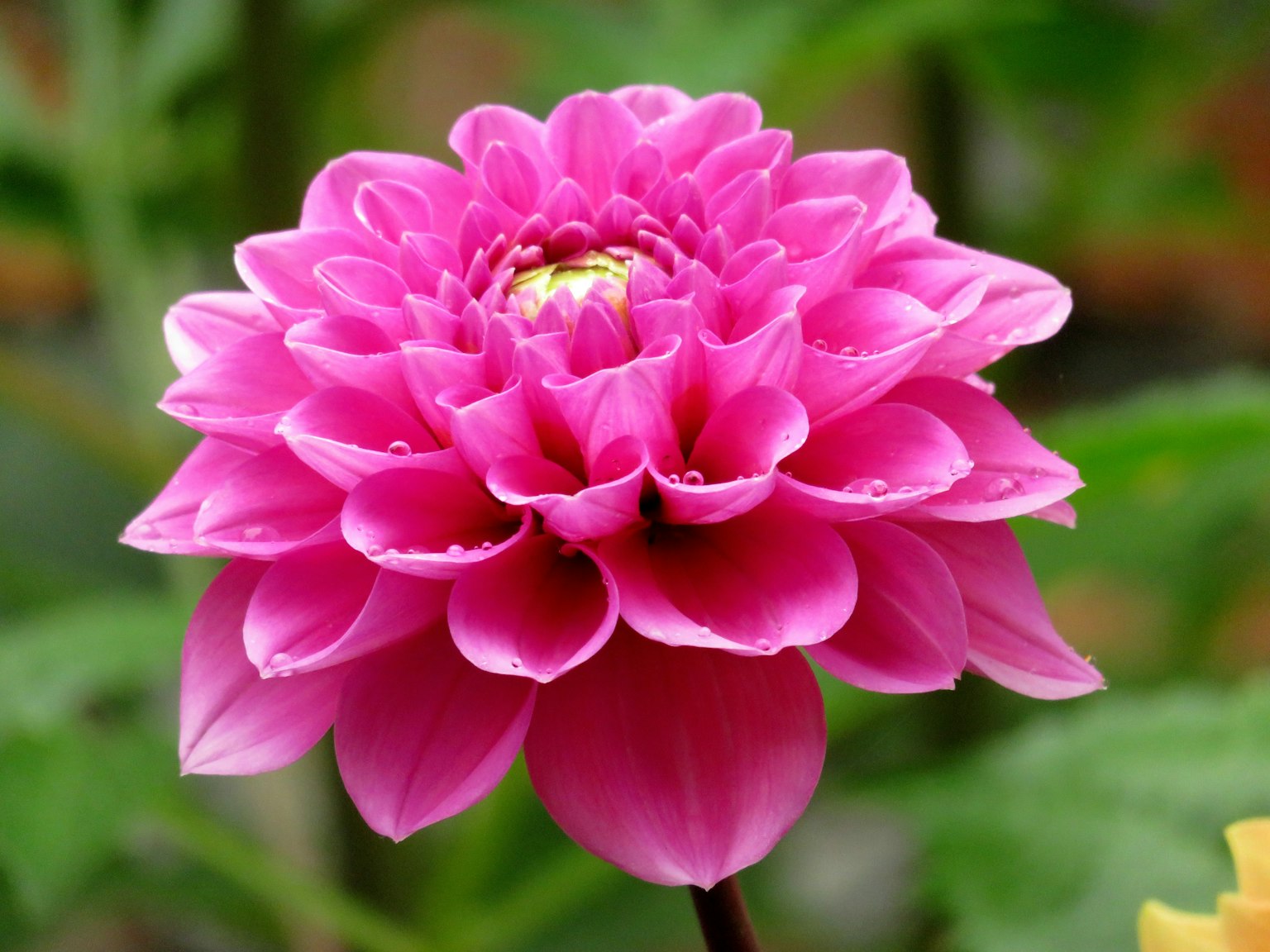 Un fiore di dalia rosa vibrante in piena fioritura