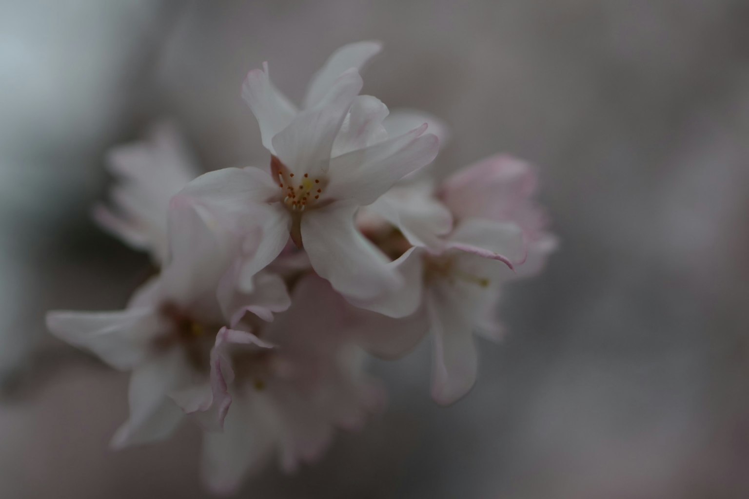 樱花特写,带有淡粉色花瓣