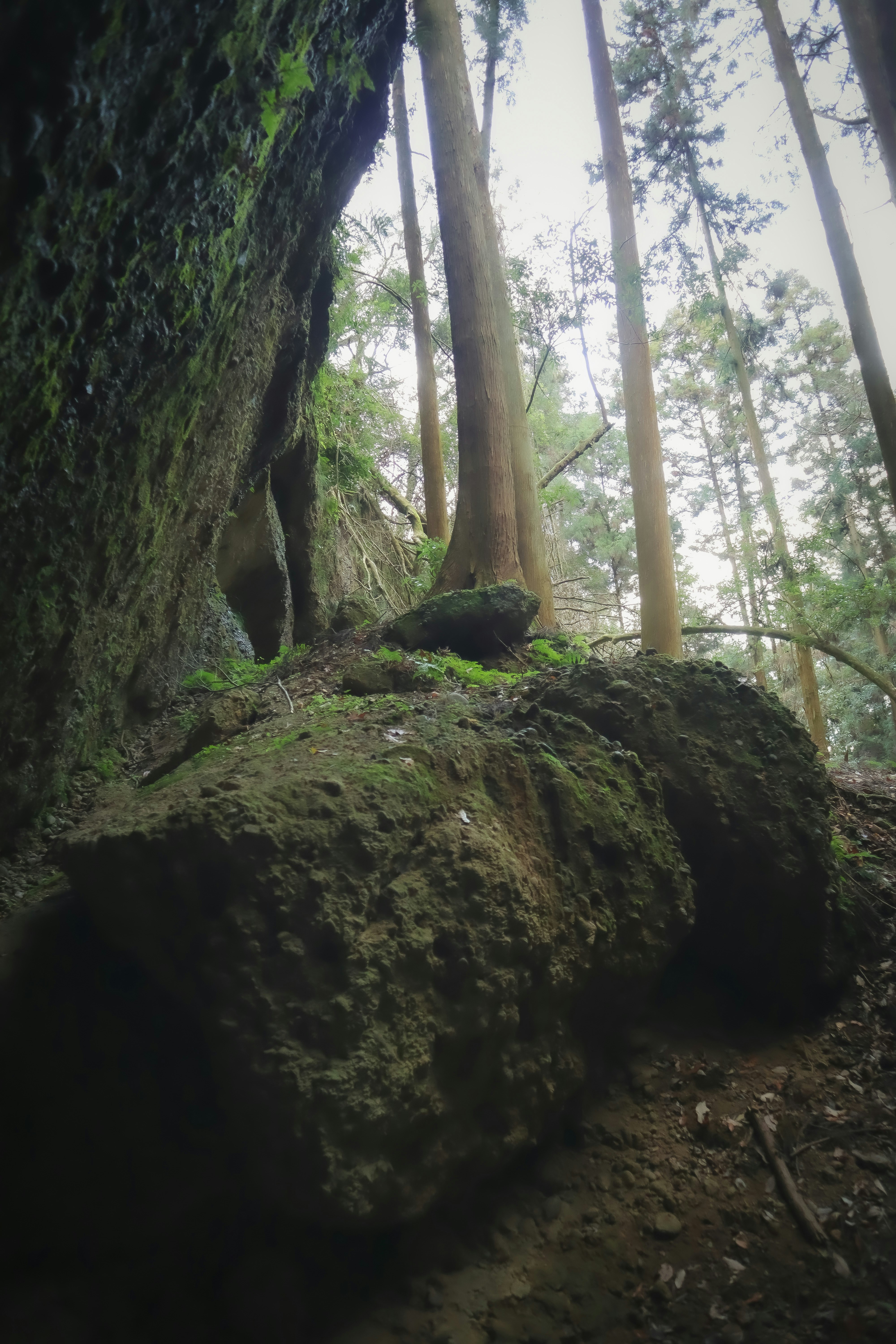 兵庫県神戸市西区の仏谷洞窟の苔むす岩と森の入口