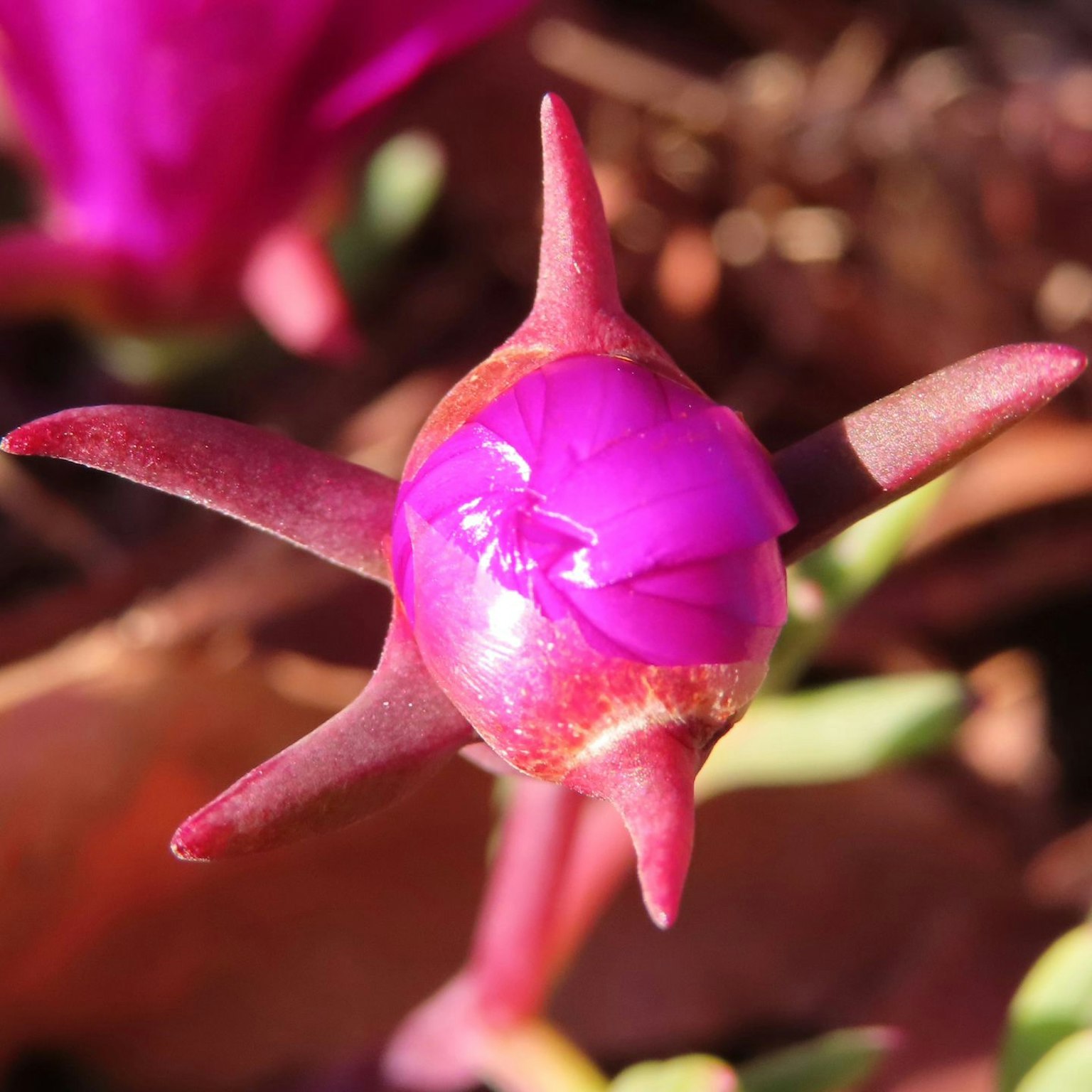 Vibrant purple flower bud with distinctive star-like shape and green leaves in the background