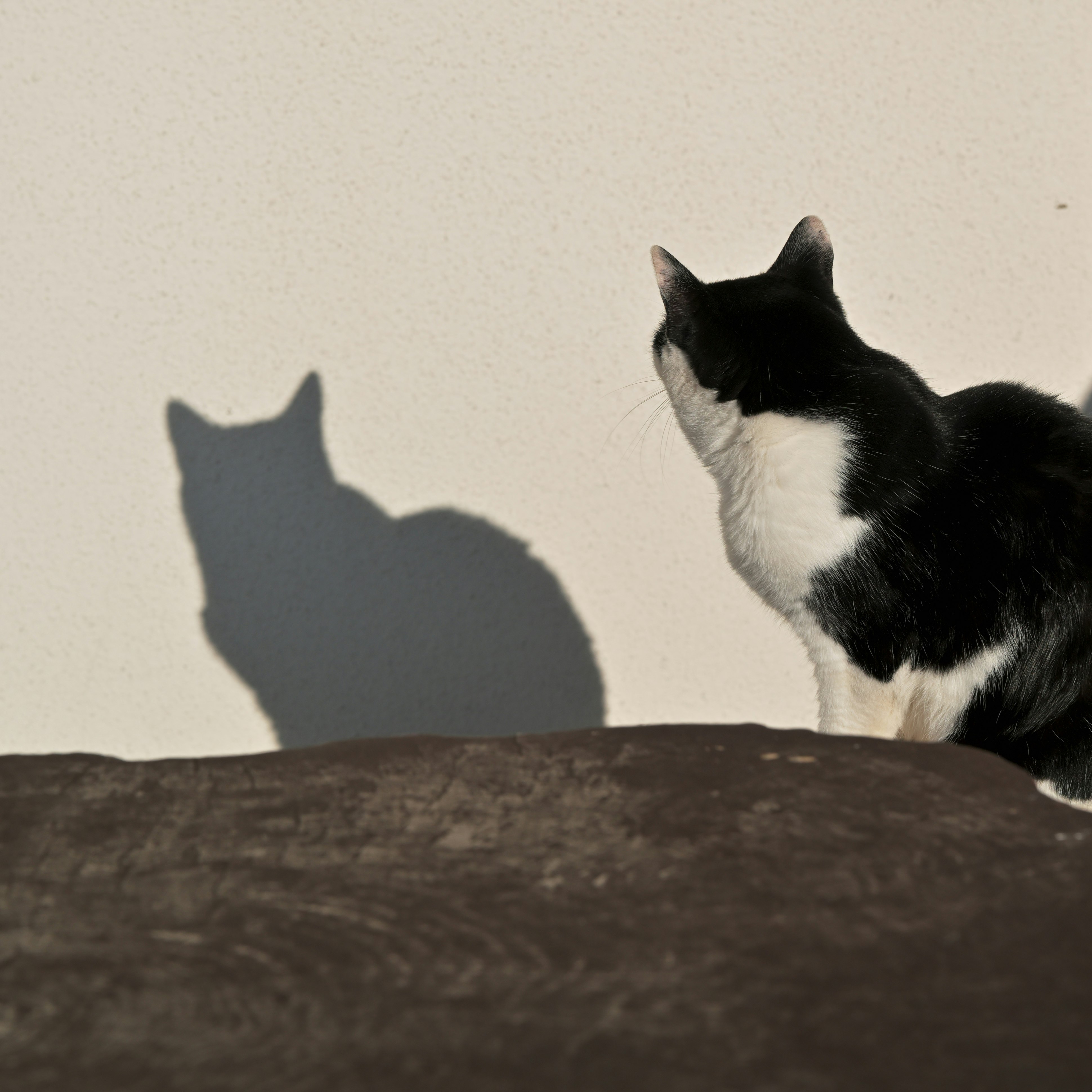 壁の影を見つめる猫