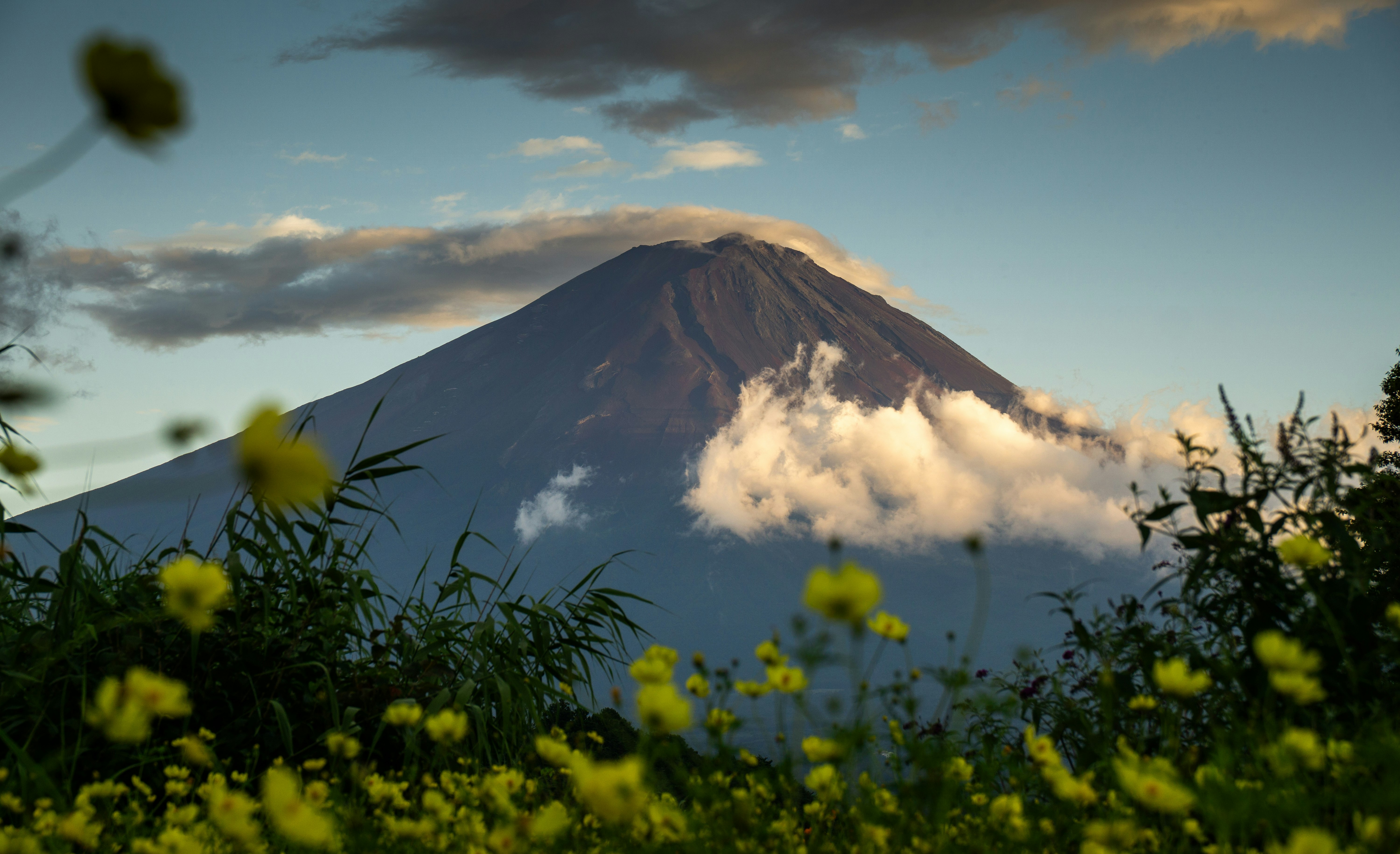 花海前景下的雲霧山景
