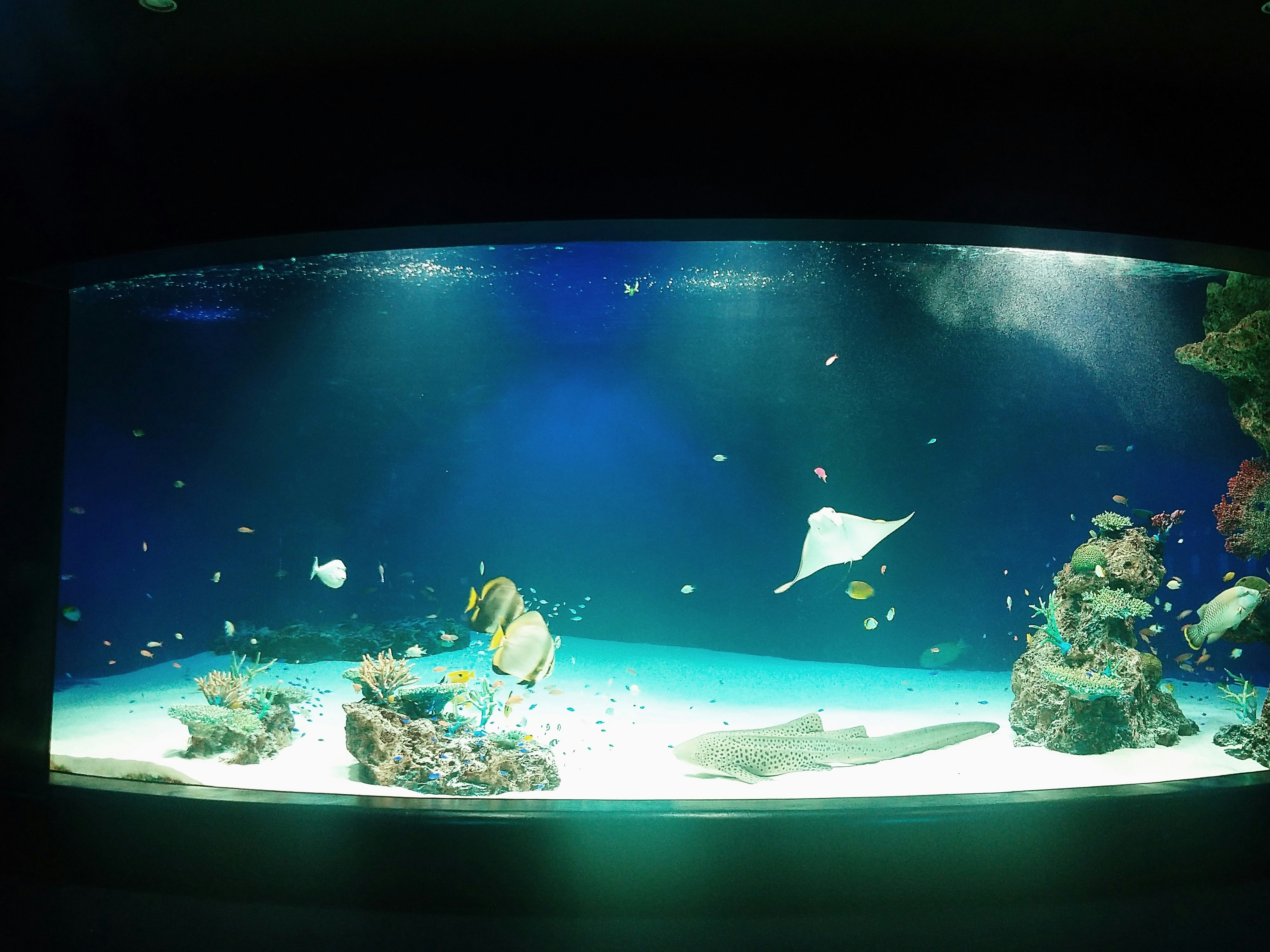 水槽の前面ガラス越しに泳ぐ魚のいる展示水槽