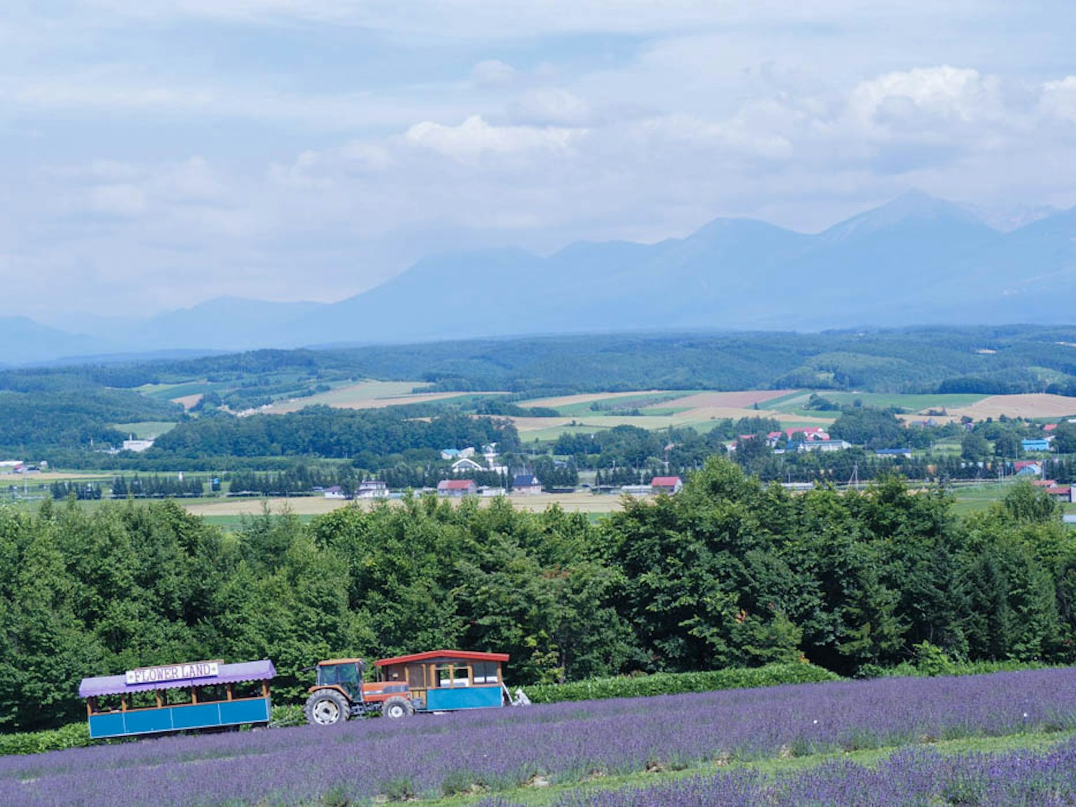 Scenic view of a lavender field with a blue tractor