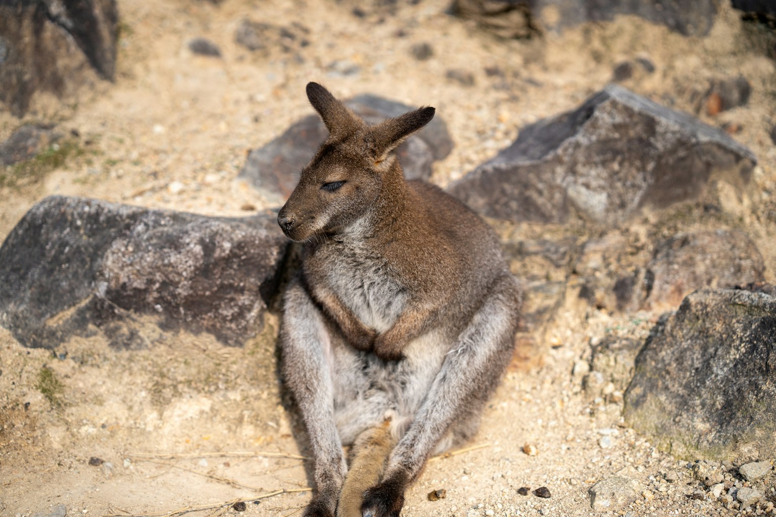 Một con kangaroo đang thư giãn giữa những tảng đá