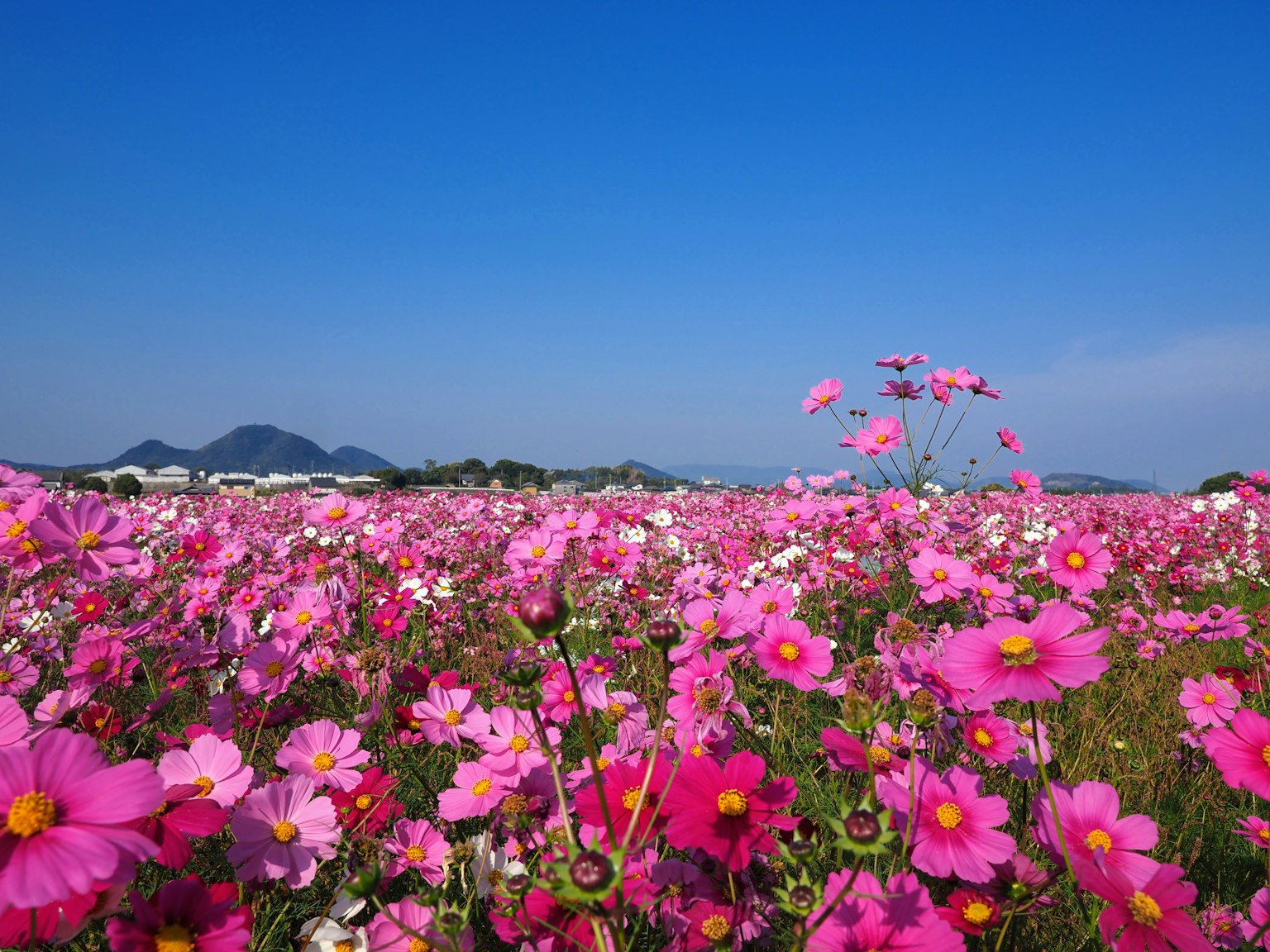 Un champ de fleurs cosmos roses sous un ciel bleu