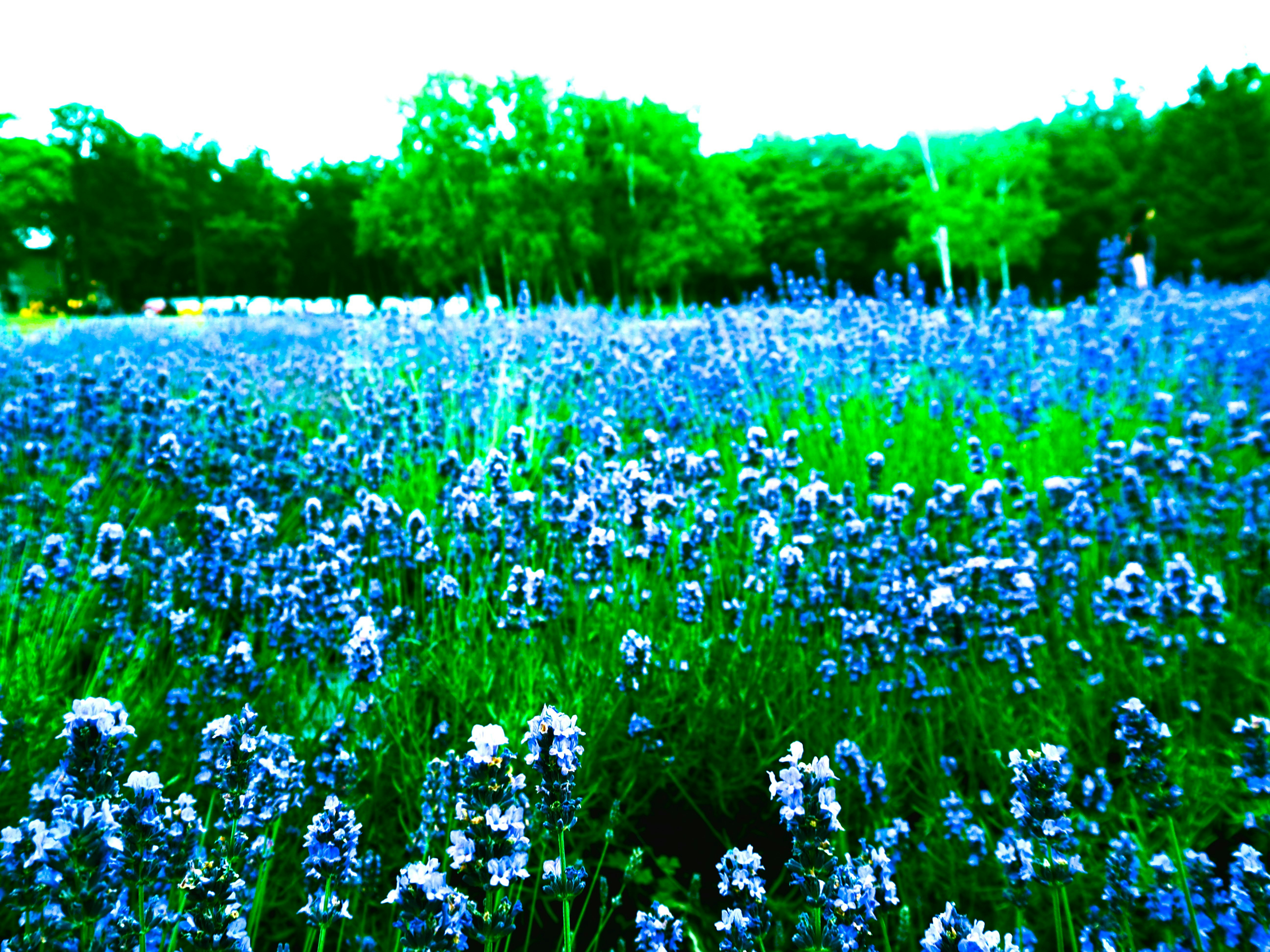 青いラベンダーの花畑の広がる北海道・札幌市の夏の風景