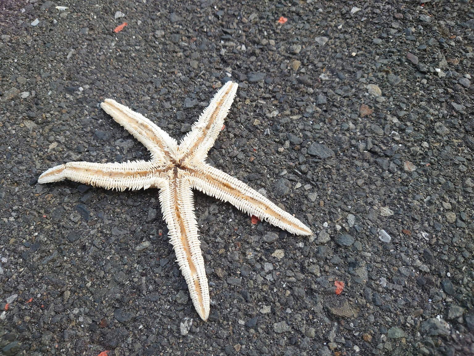 Étoile de mer sur une surface en asphalte