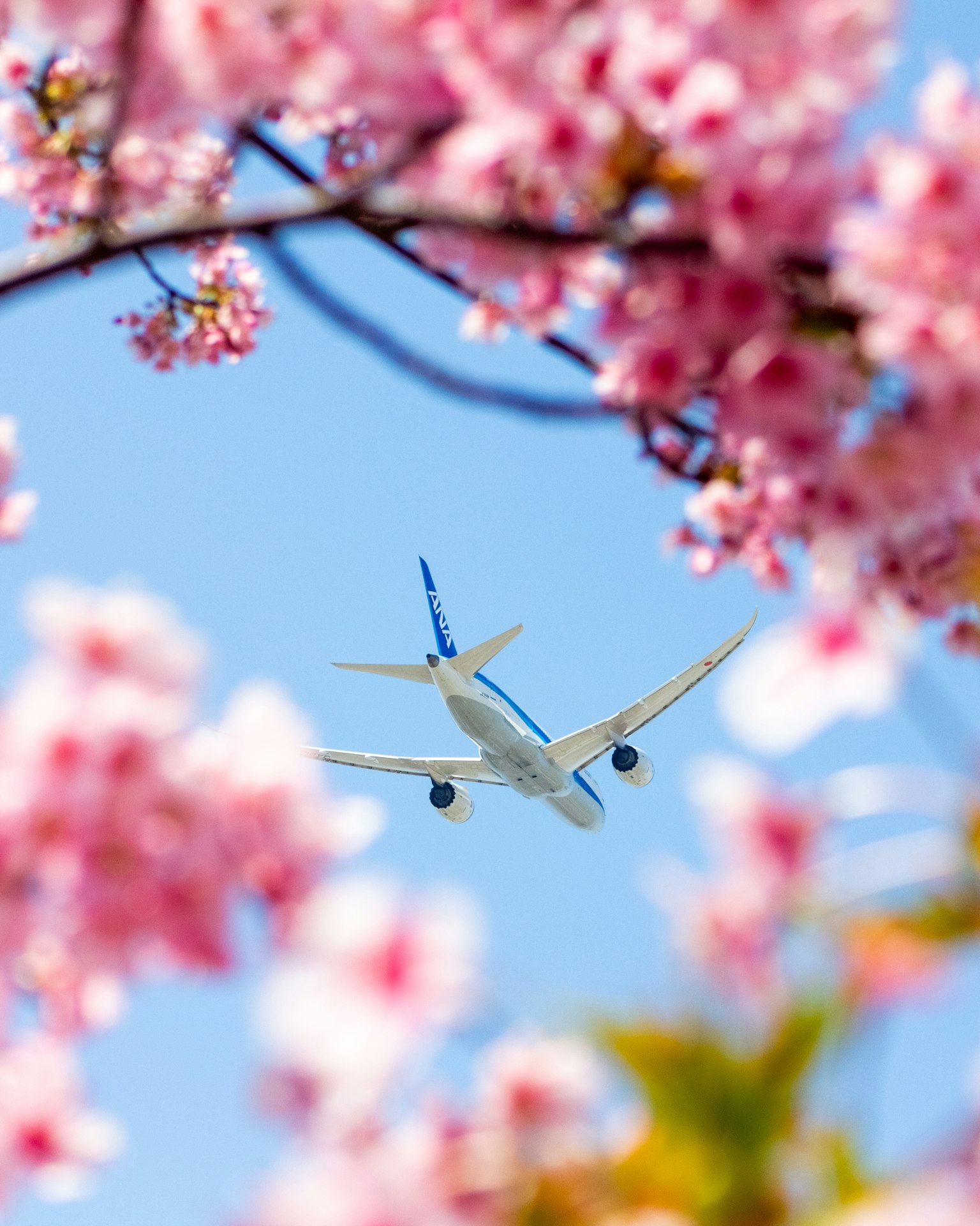 桜の花の間を飛ぶ飛行機の美しい景色青空の背景