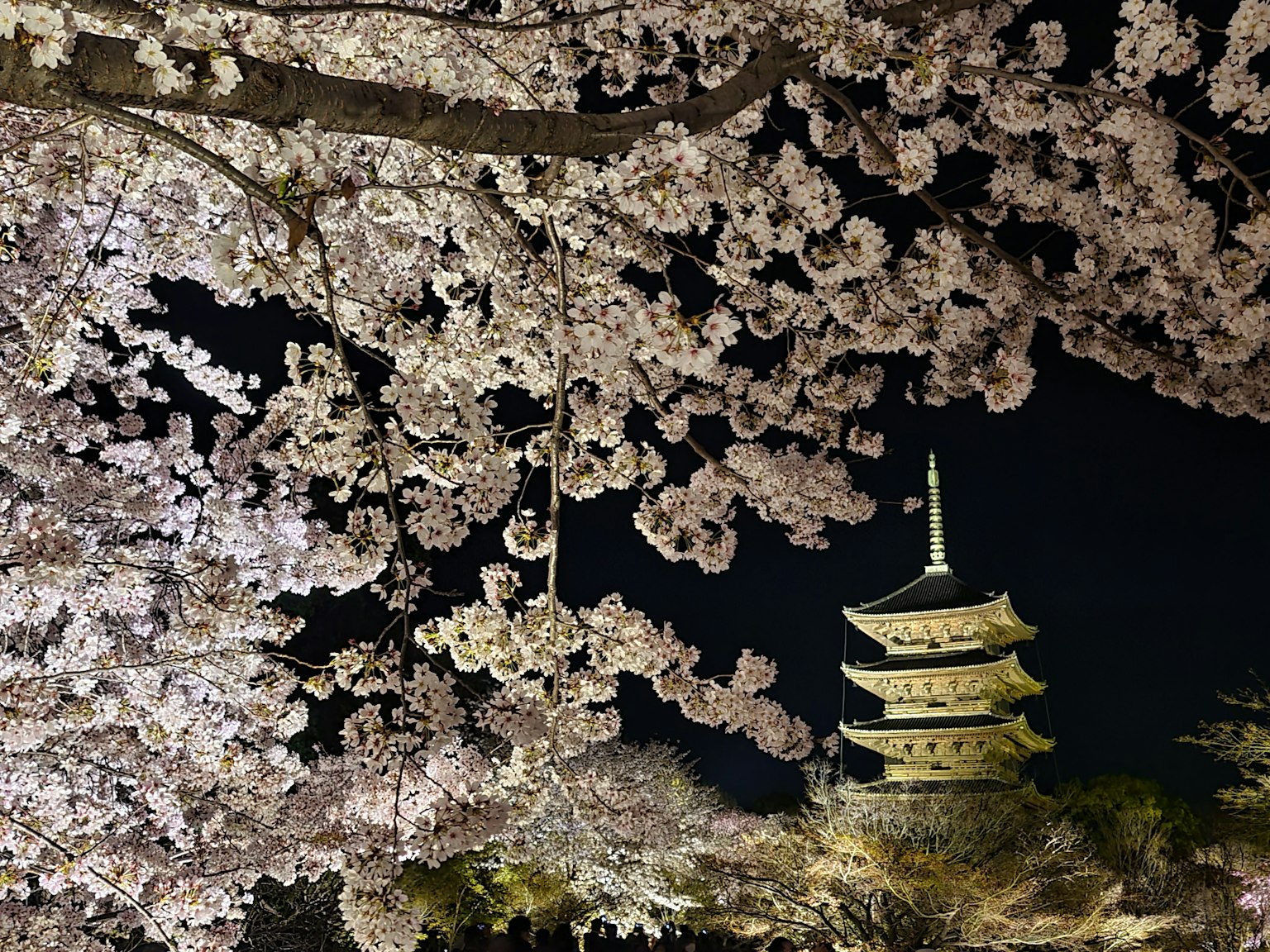 夜晚樱花下的美丽塔楼景观