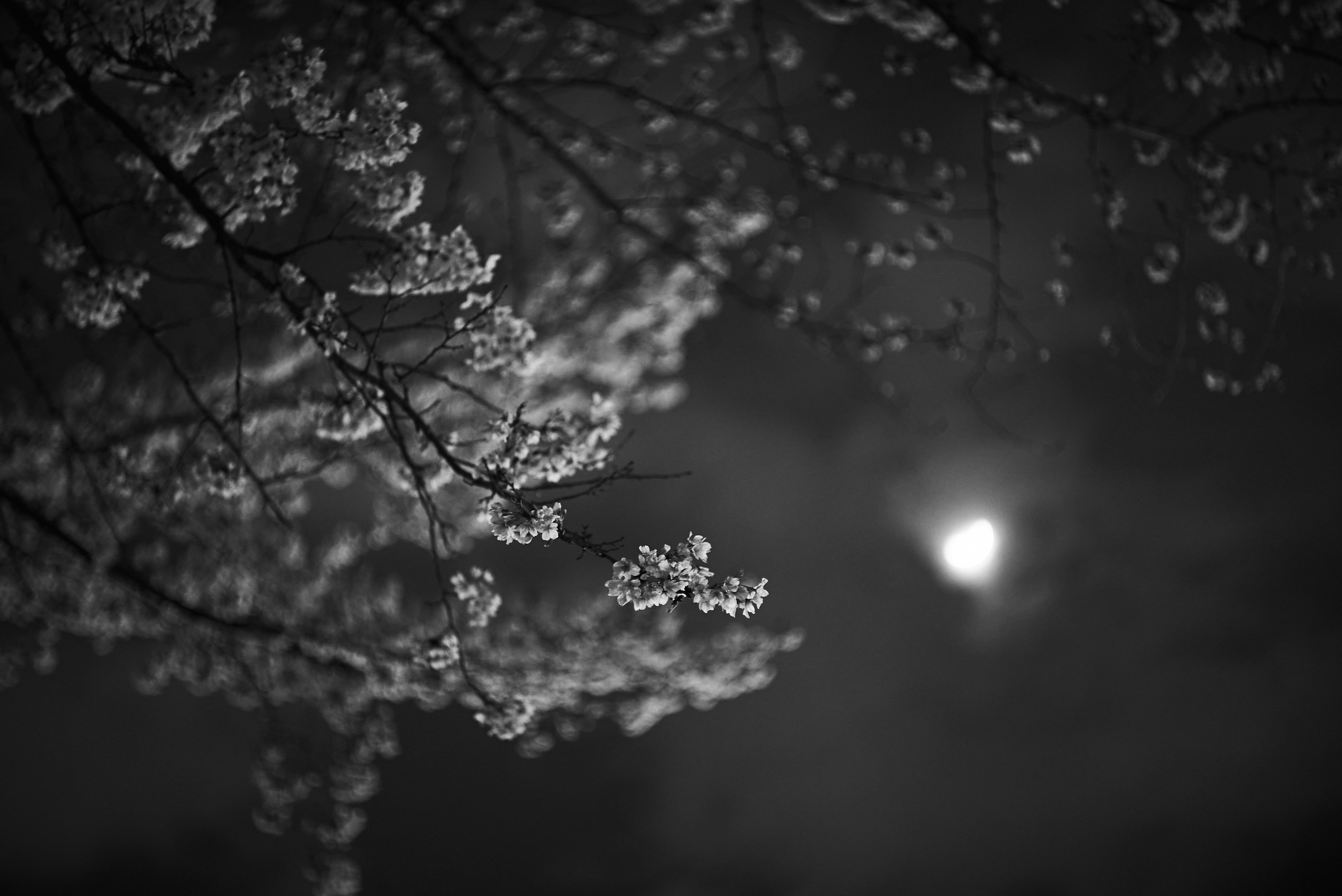 桜の枝と夜のライトアップのぼけ